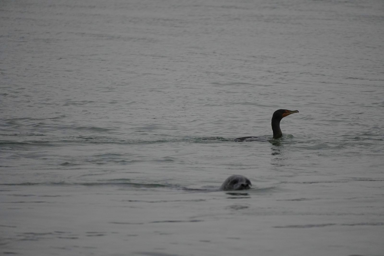 Pacific harbor seal (Phoca vitulina richardii) swimming in rippled water near a bird, Nisqually and Point Defiance