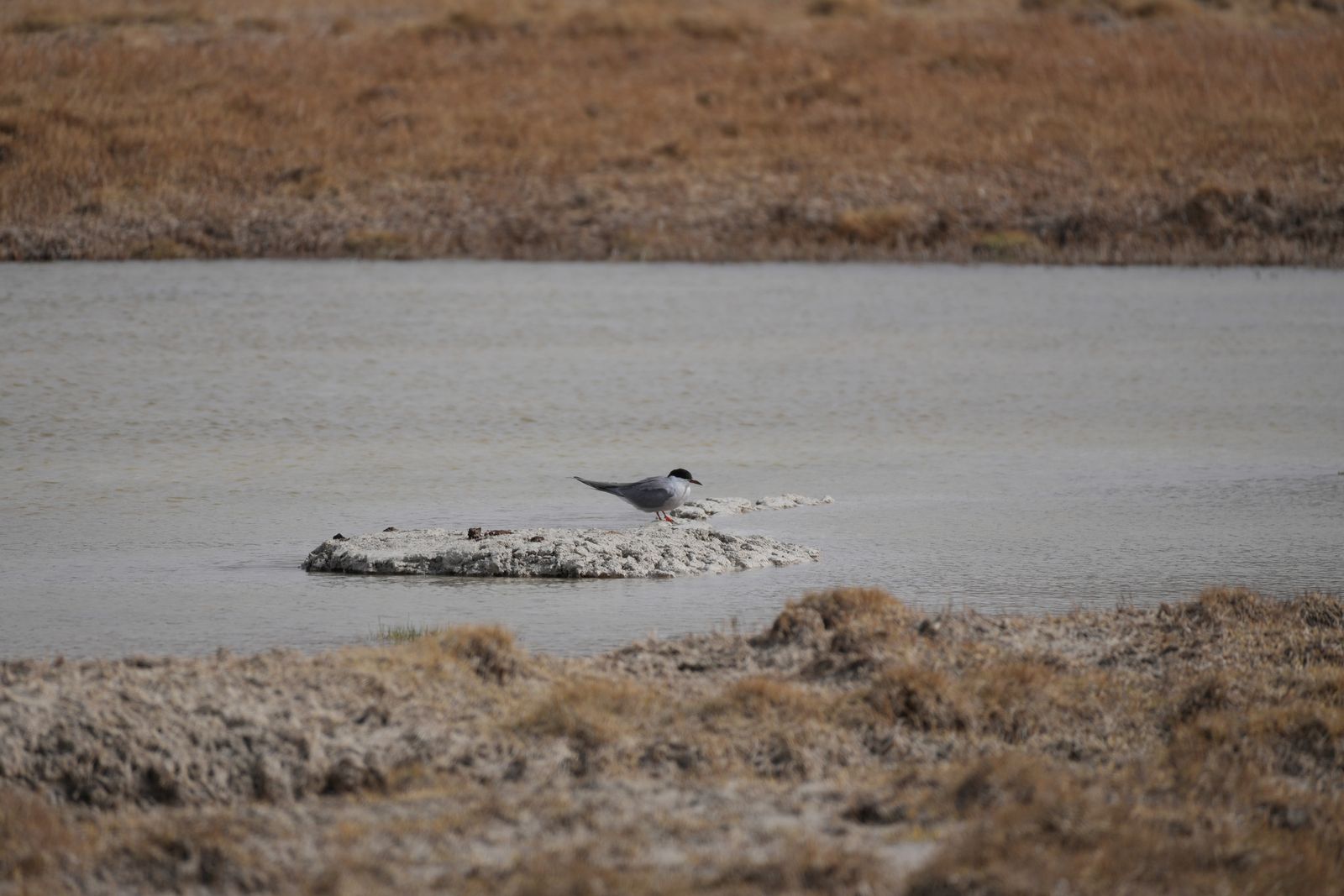 A bird on a pale mound surrounded by water, Tibetan plateau