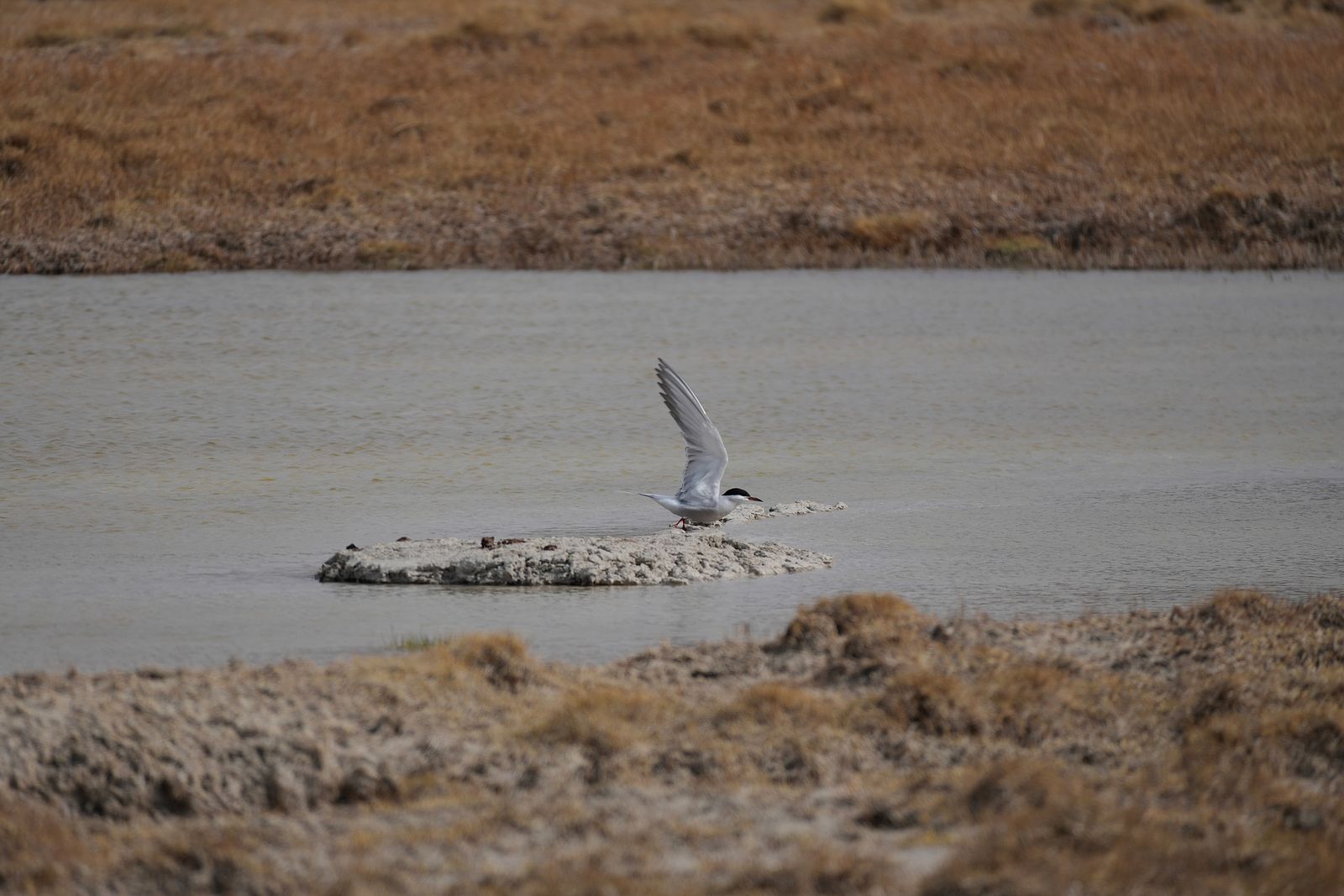 A bird on a small rocky islet, Tibetan plateau