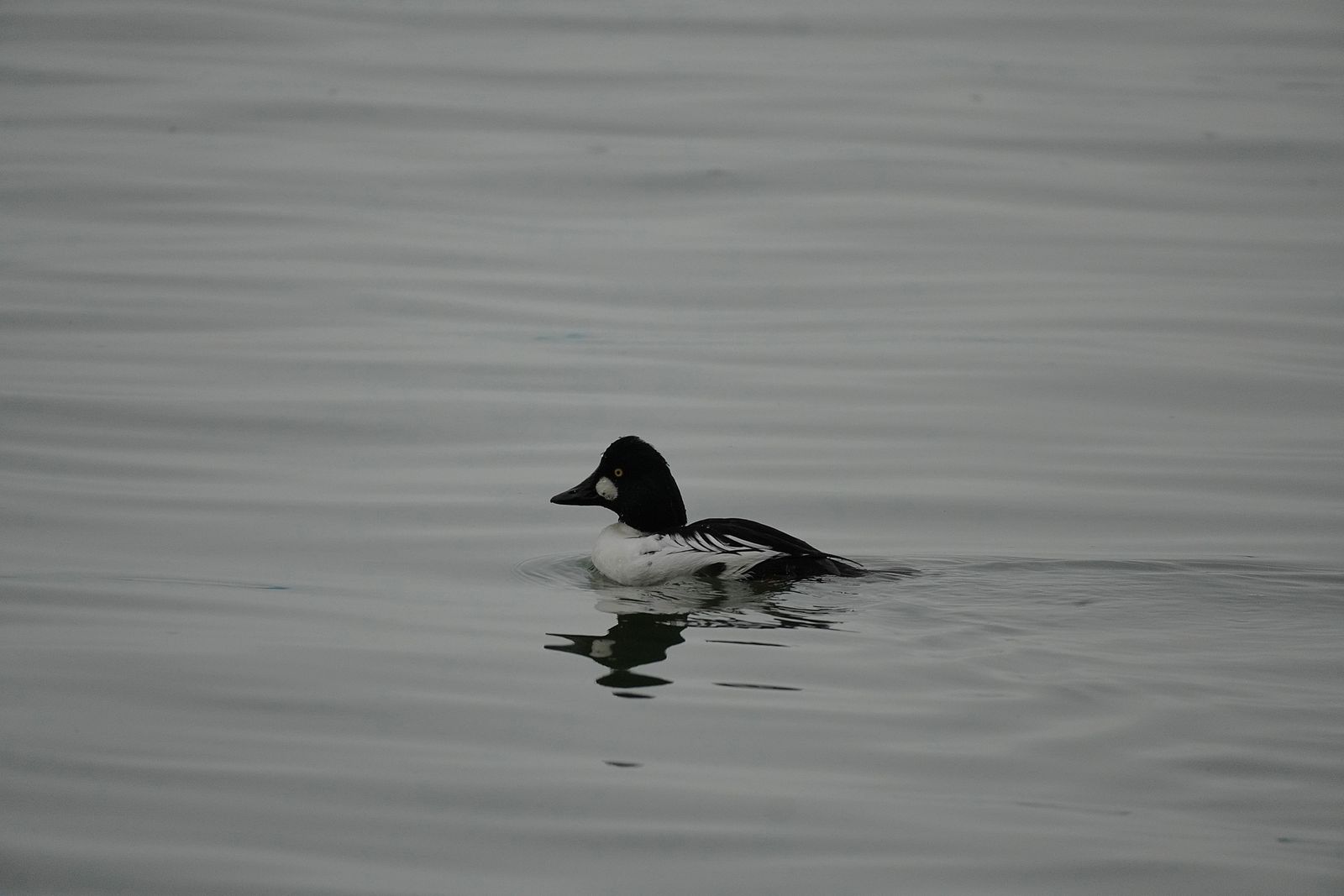 Common goldeneye (Bucephala clangula) swimming on gray water with its reflection, Nisqually and Point Defiance