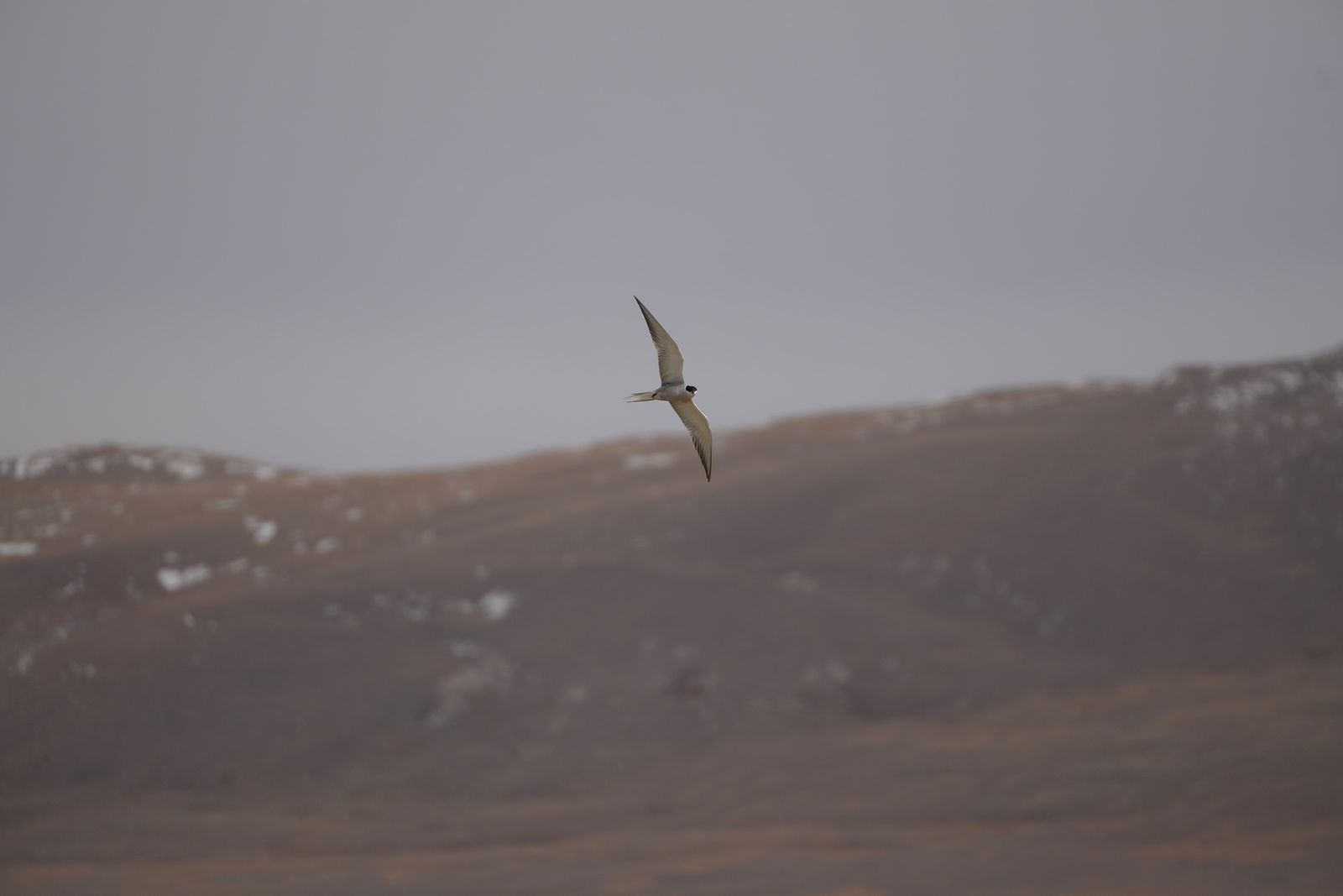 A bird flying above snow-patched hills, Tibetan plateau