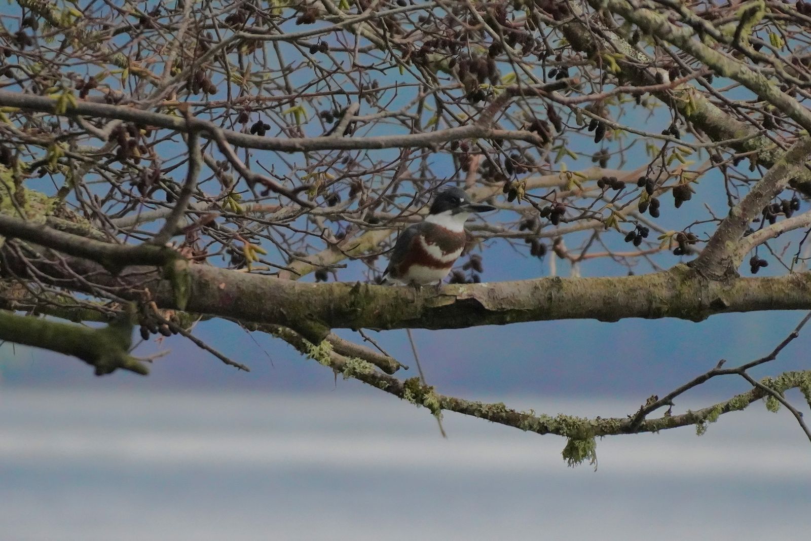 Belted kingfisher (Megaceryle alcyon) perched on a thick branch amid tangled twigs, Nisqually and Point Defiance