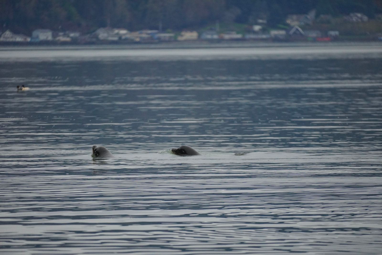 Two California sea lions (Zalophus californianus) swimming below a wooded shoreline, Nisqually and Point Defiance