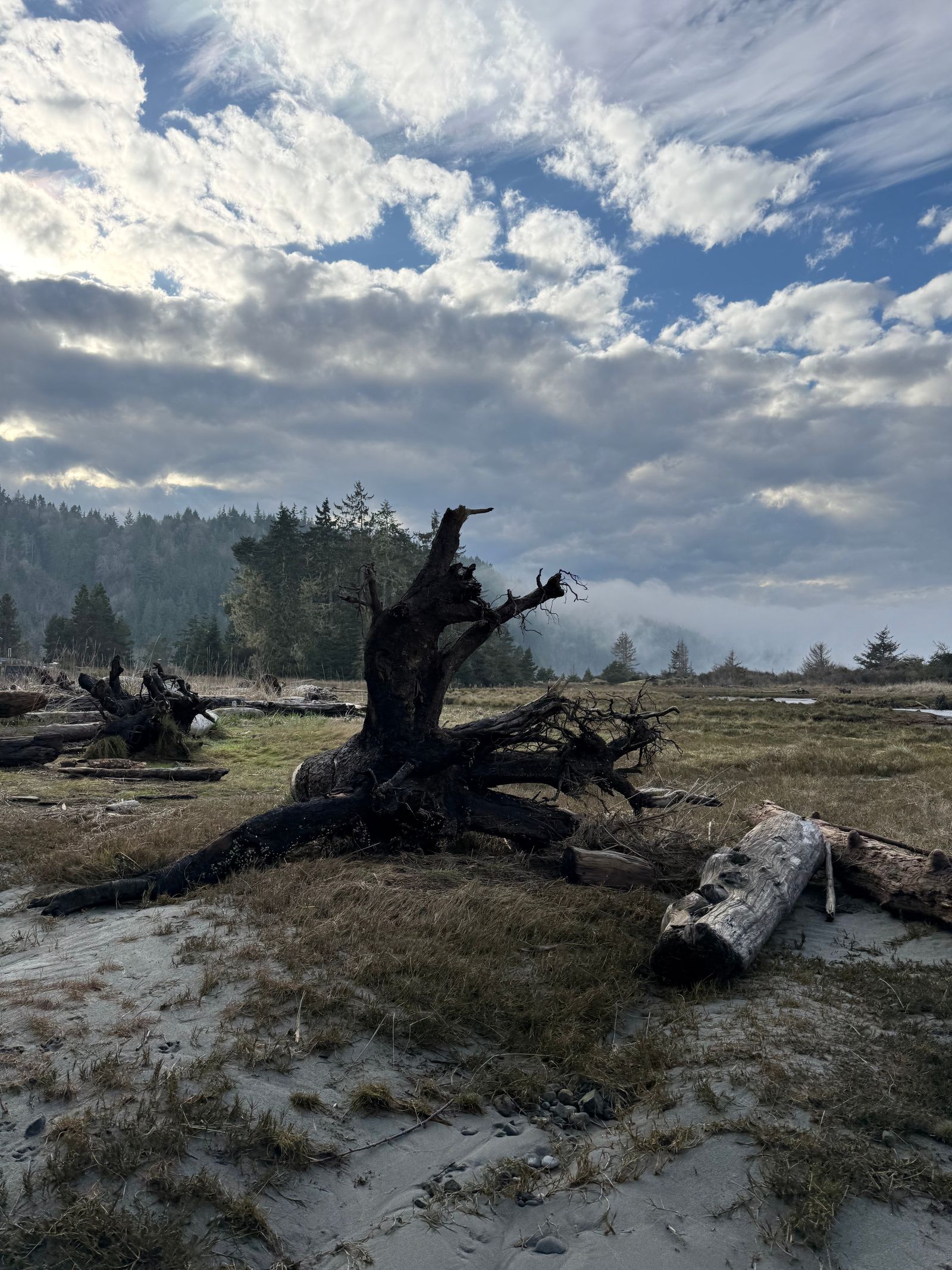 Uprooted tree stump among logs beside a misty forest, Olympic National Park