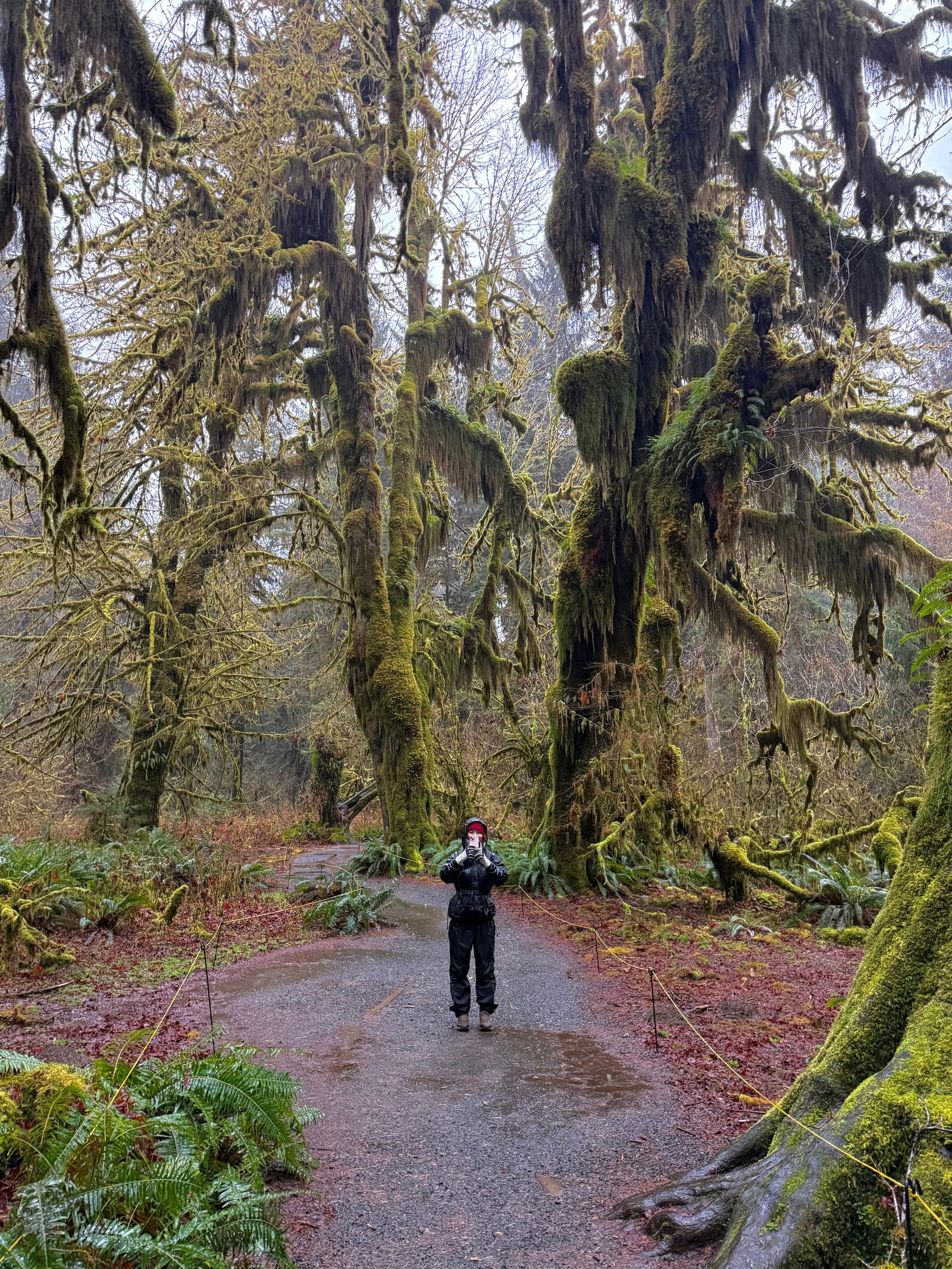 Moss-covered forest surrounding a path with a person, Olympic National Park