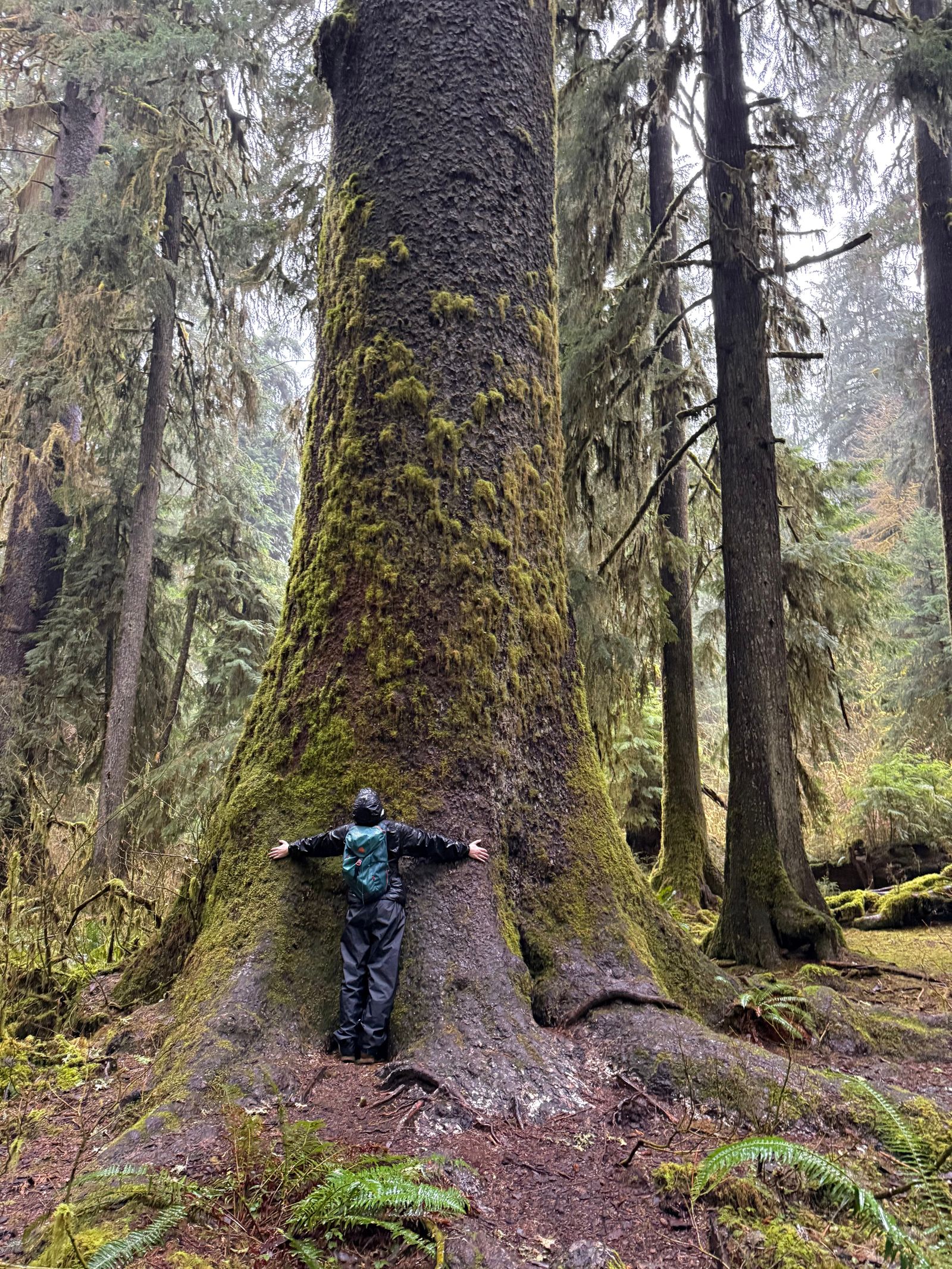 Moss-covered tree with a person at its broad trunk, Olympic National Park