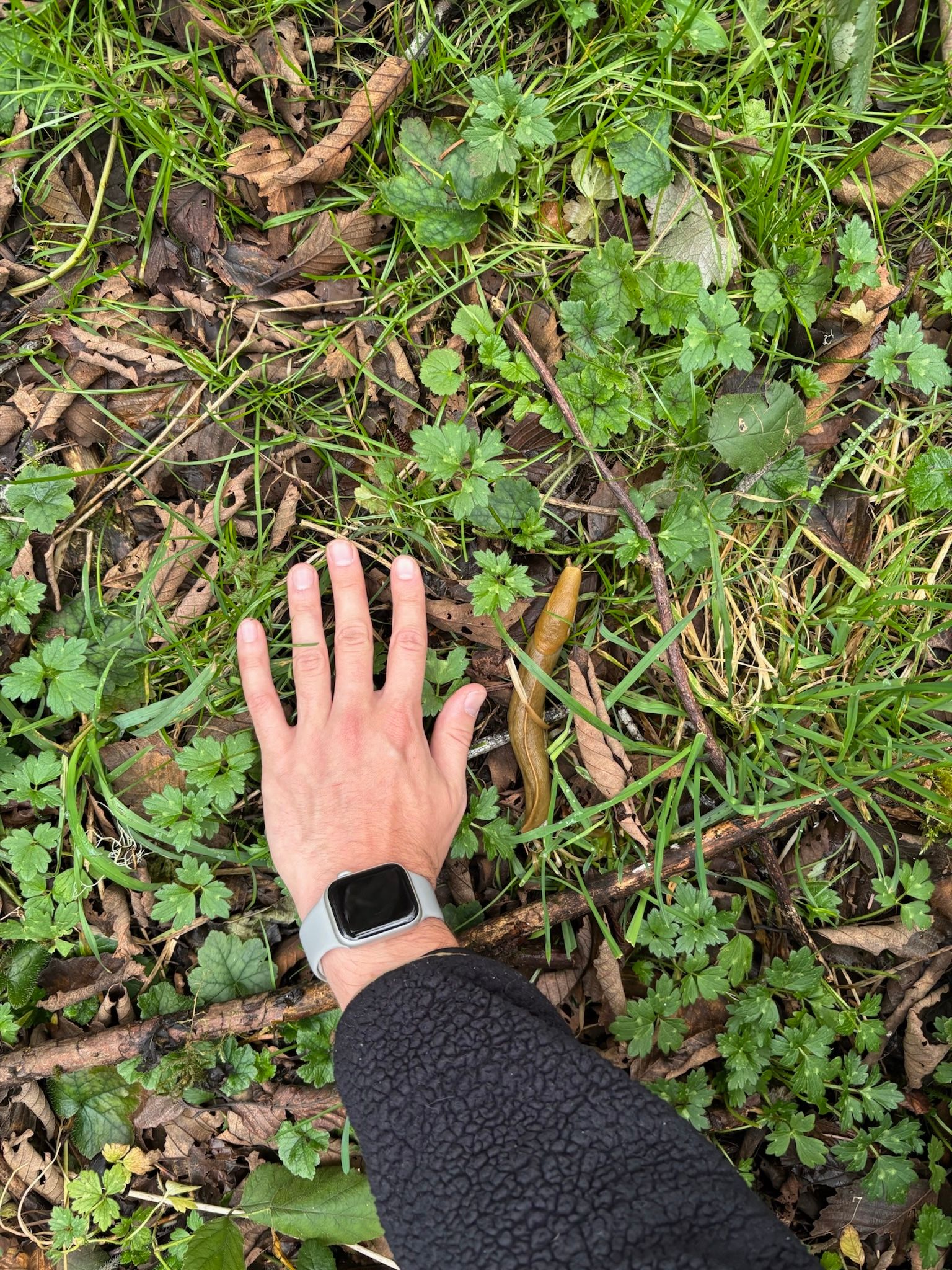 A slug on leaf litter beside an outstretched hand, Gods Thumb