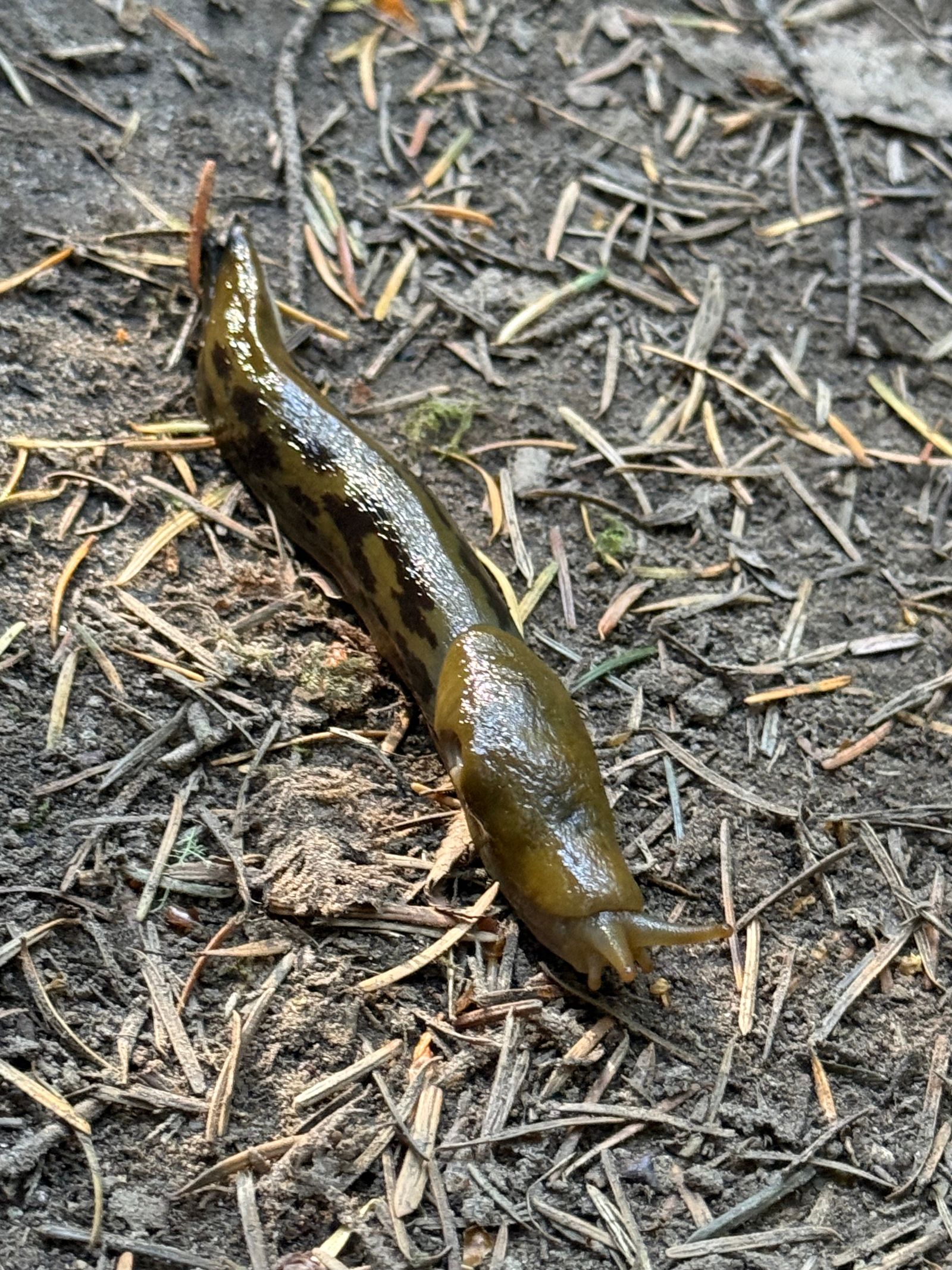 A spotted slug on soil among needles and twigs, Puget Sound tide pools