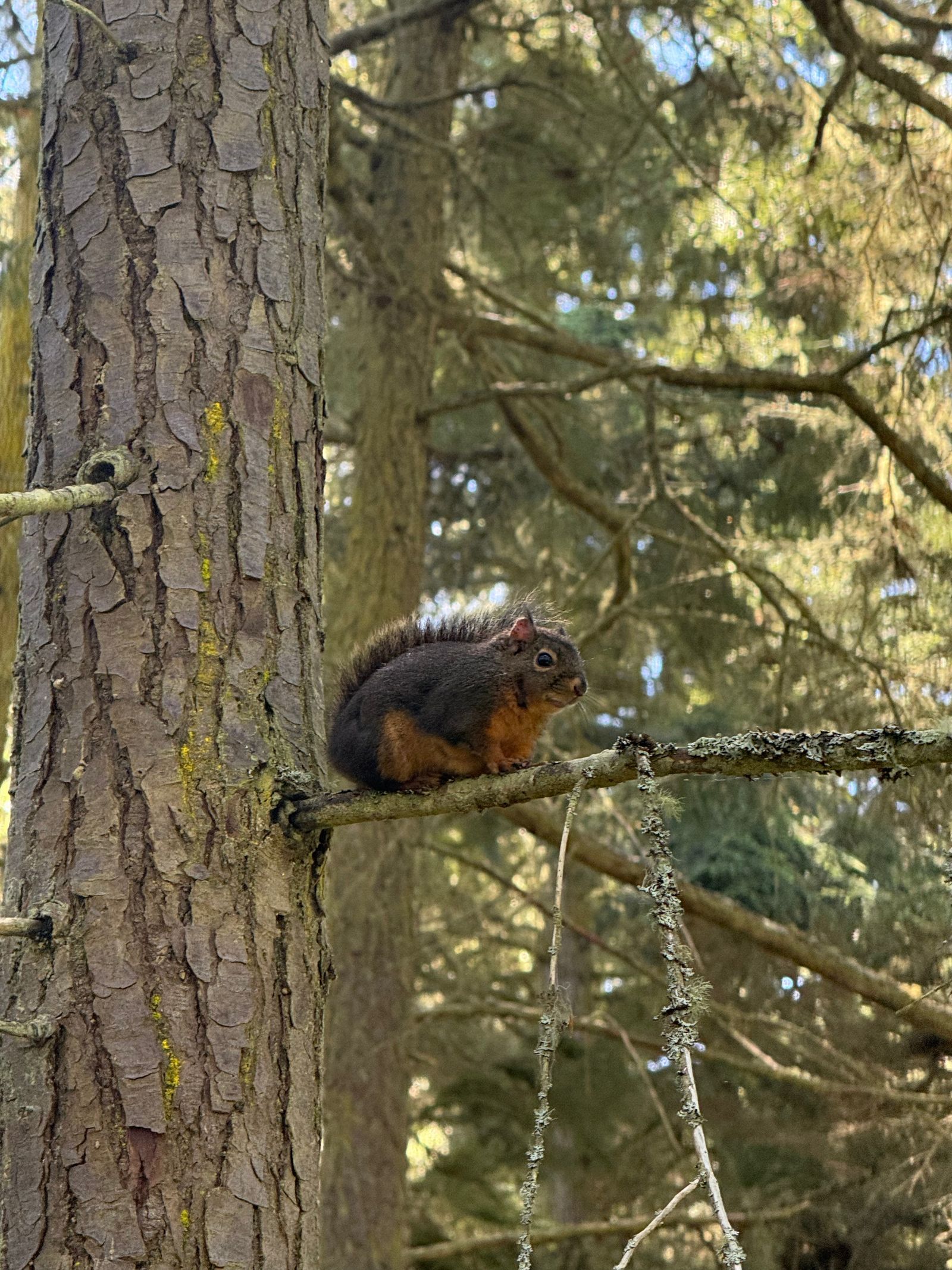 A squirrel on a lichen-covered branch beside a tree trunk, Puget Sound tide pools