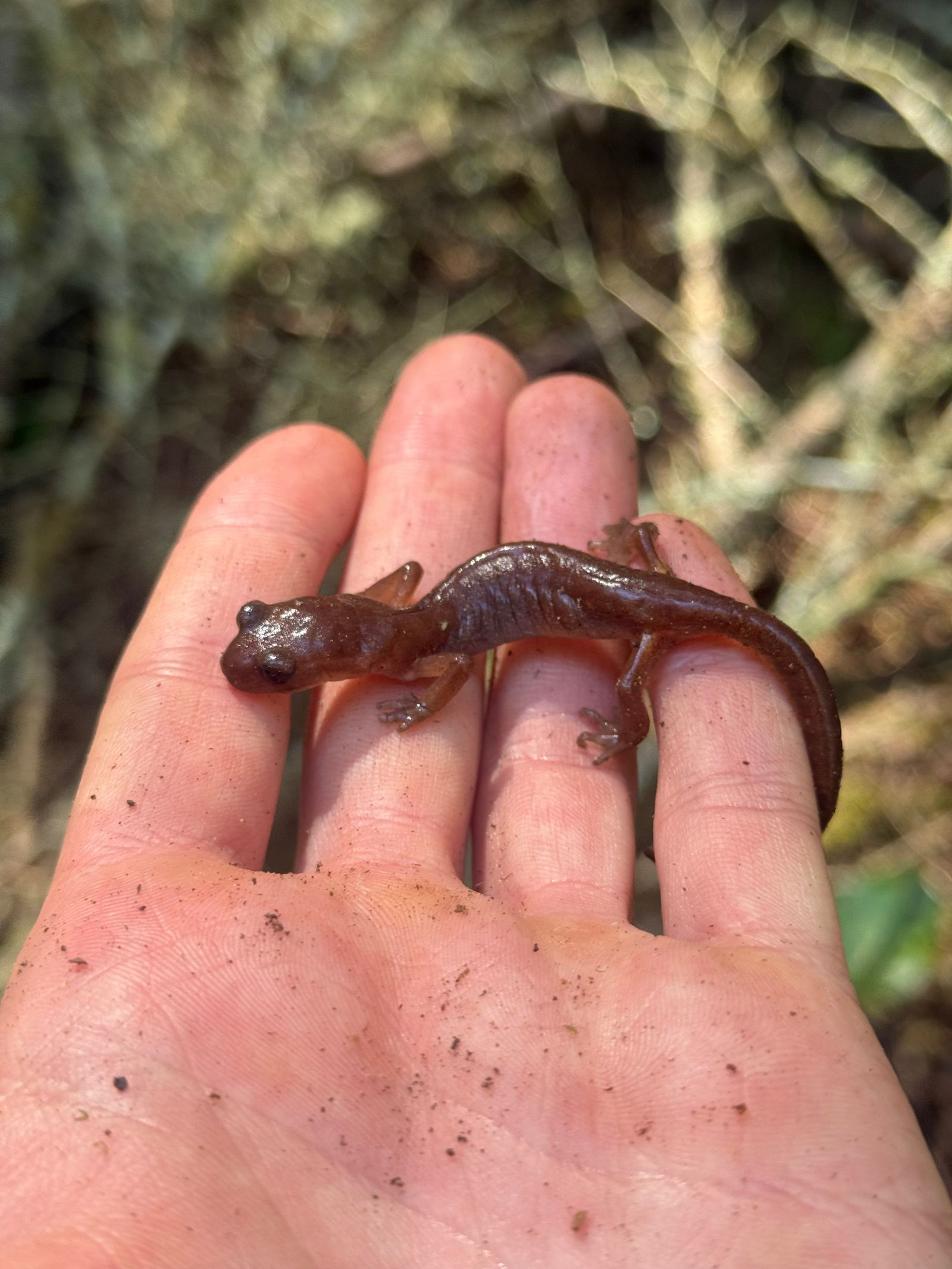 A brown salamander on an open hand, Puget Sound tide pools