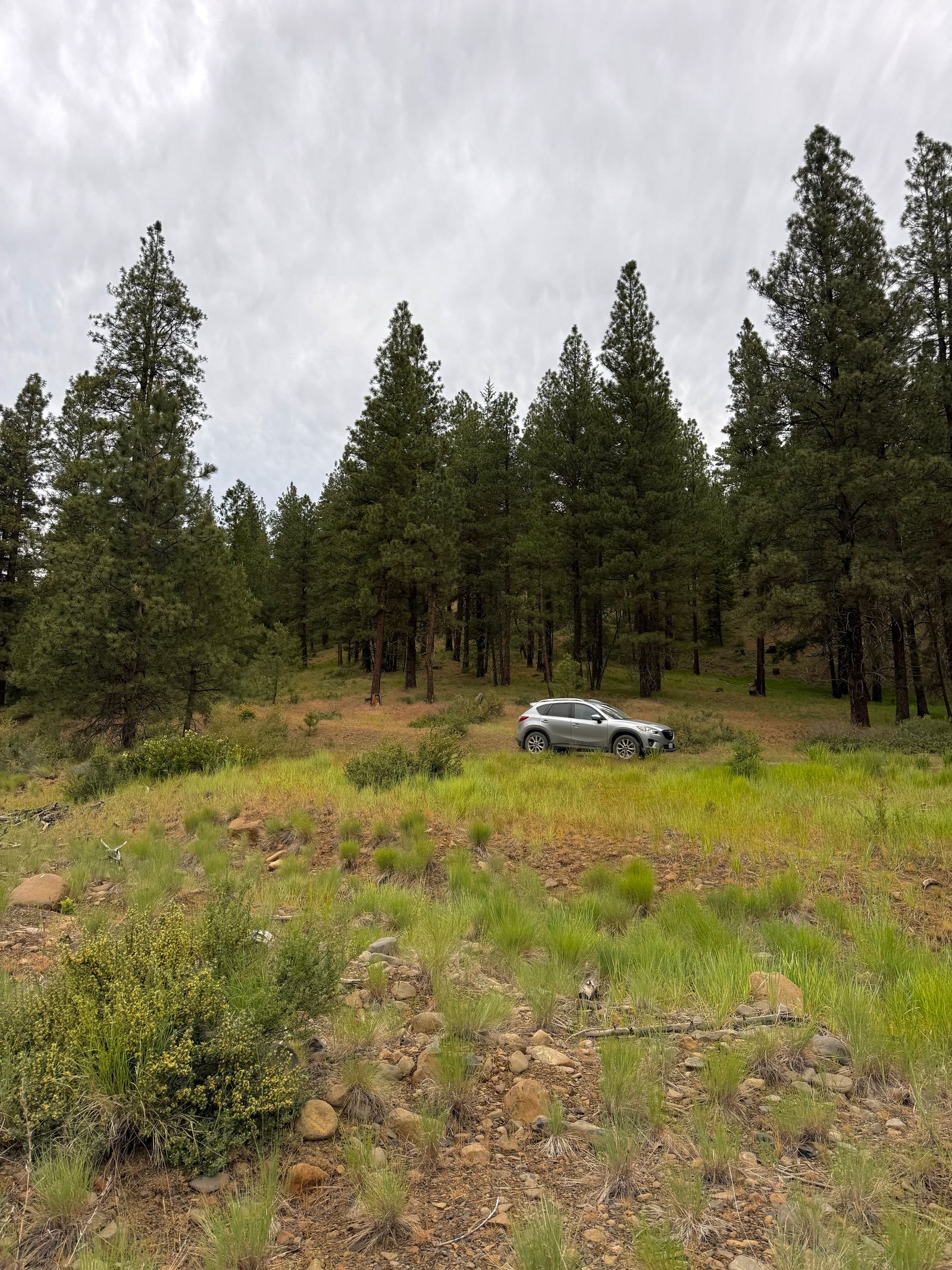 Forest behind a silver car and rocky grassland, shrub-steppe