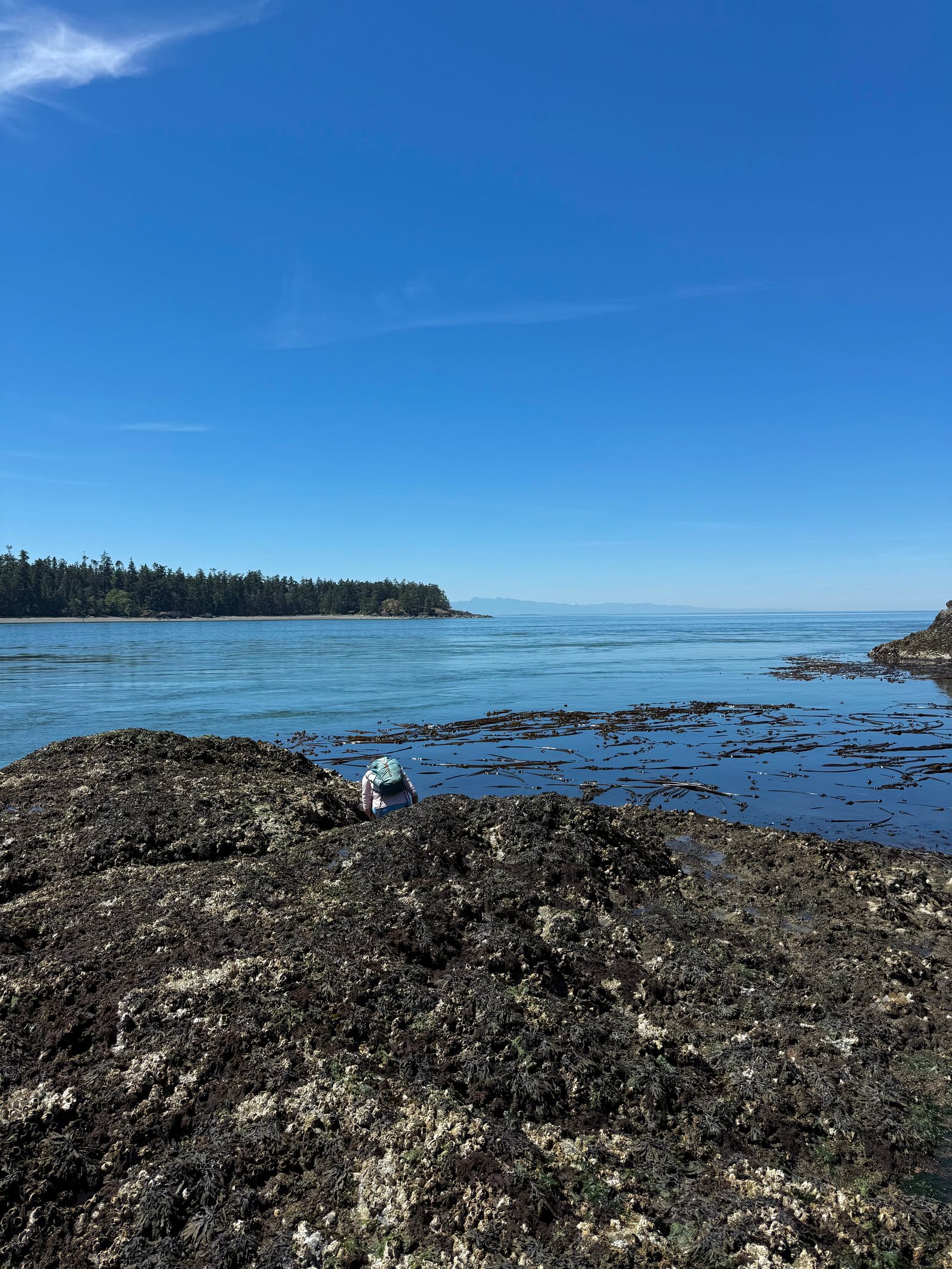 Rocky shoreline with seaweed below a forested headland, Deception Pass