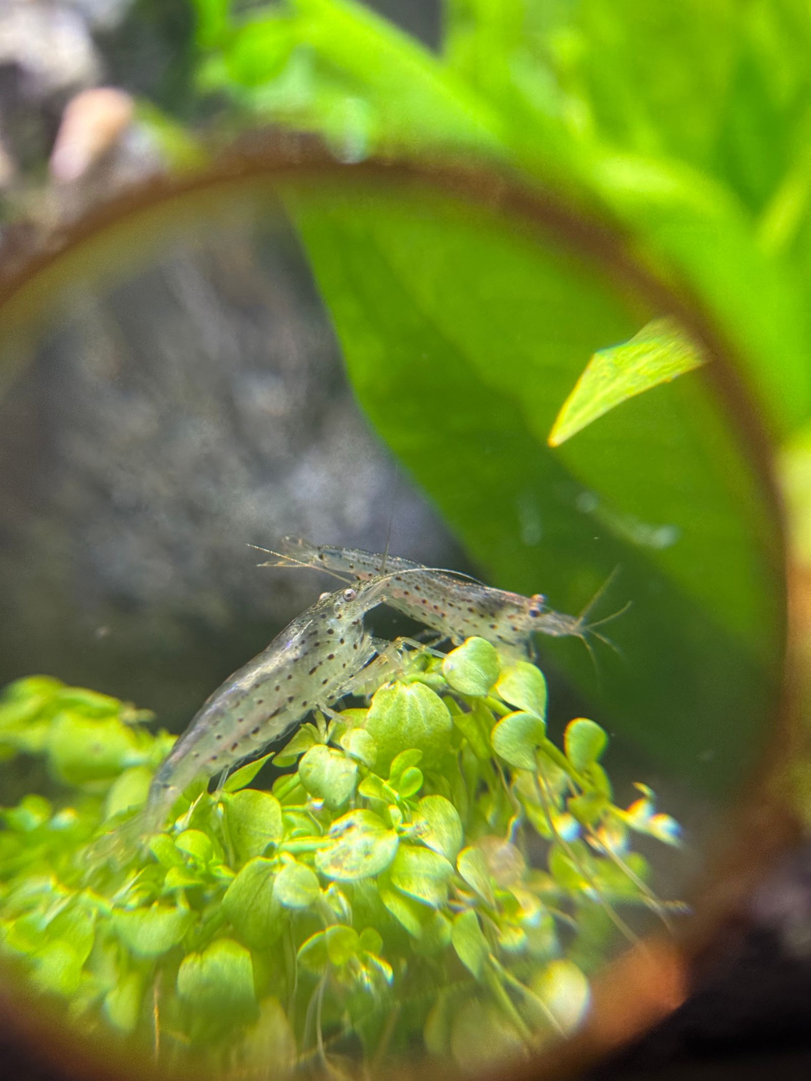 Two translucent shrimp on green leaves, Deception Pass
