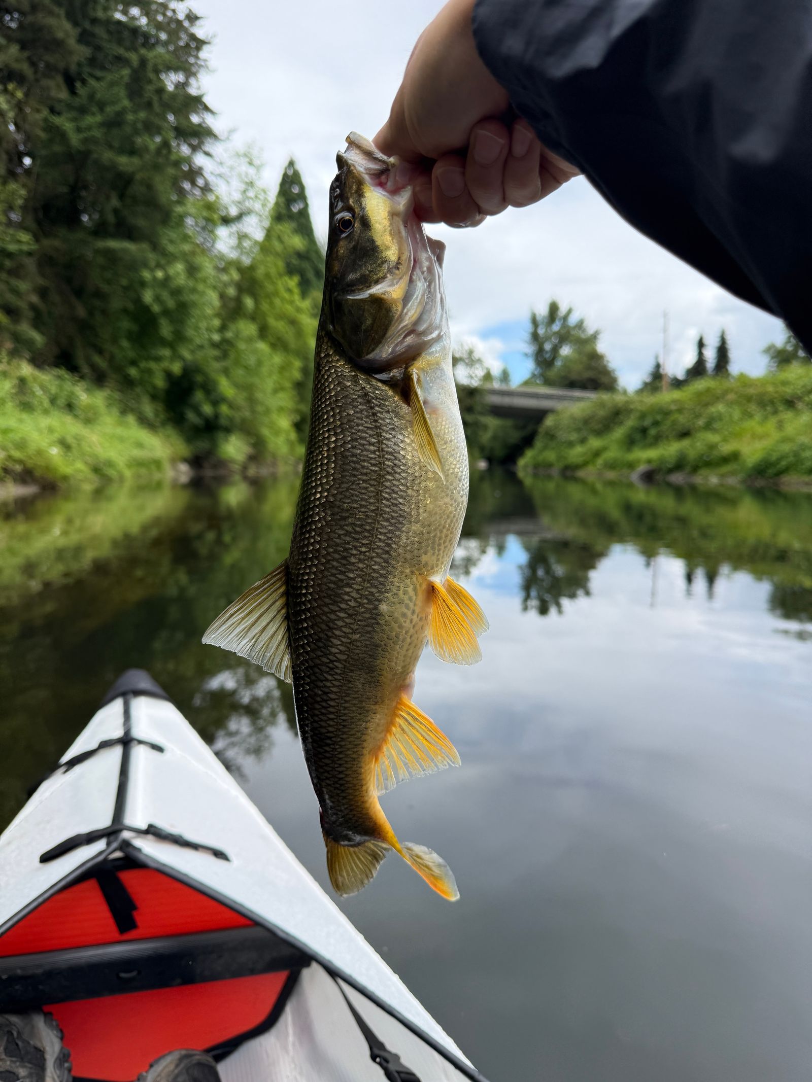 A fish held above a white kayak, near Seattle