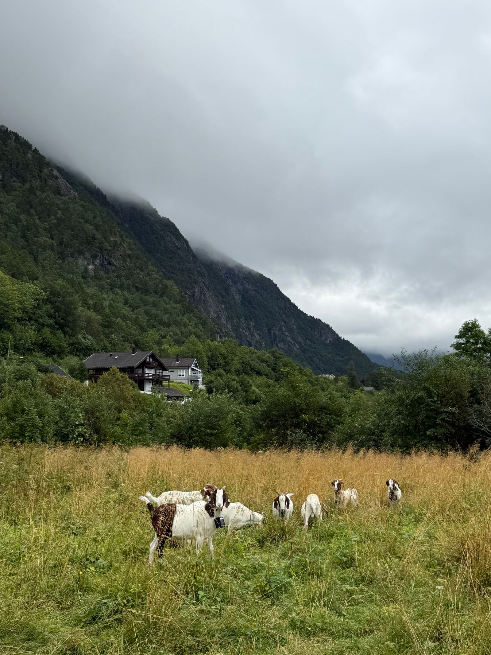 Seven goats in tall grass below a cloud-covered mountainside, Åndalsnes