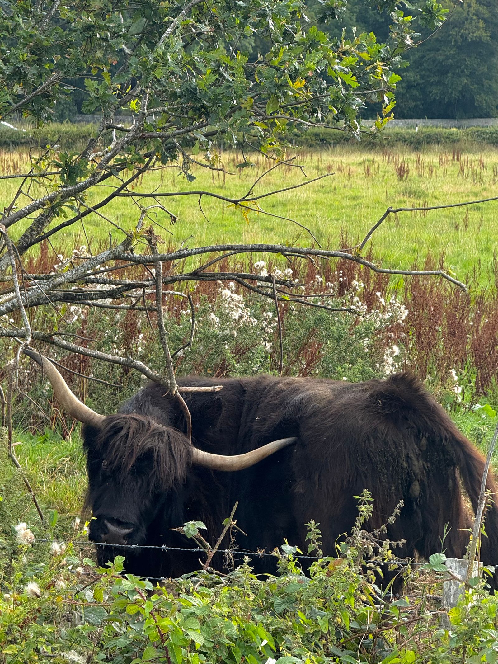 A shaggy cow behind a wire fence beneath branches, Loch Ness