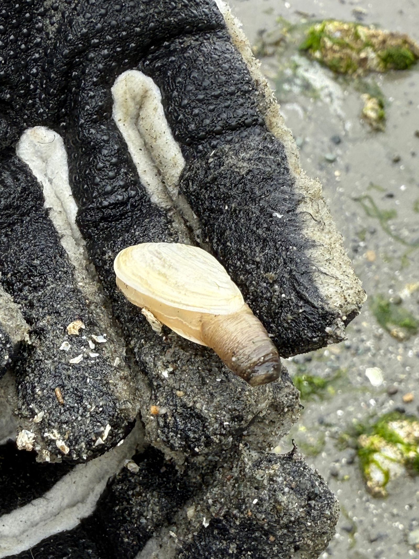 Bivalve resting on a sand-covered black glove, Fort Worden