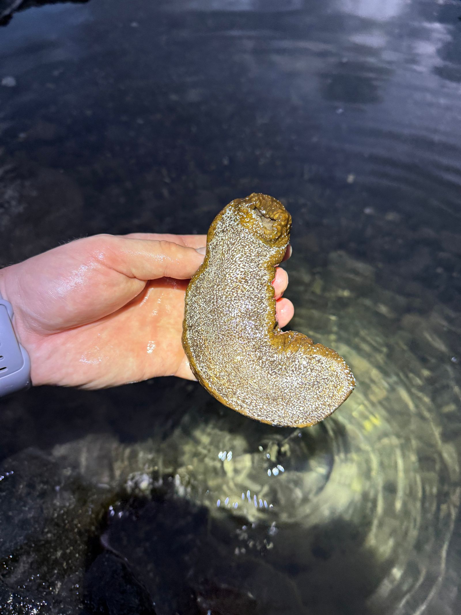 Pacific white-spotted sea cucumber (Actinopyga varians) held in a hand above shallow rocky water, Northern Kauai