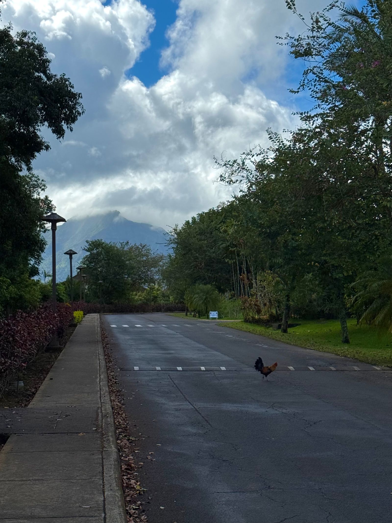 A bird on a road below a cloud-covered mountain, Northern Kauai