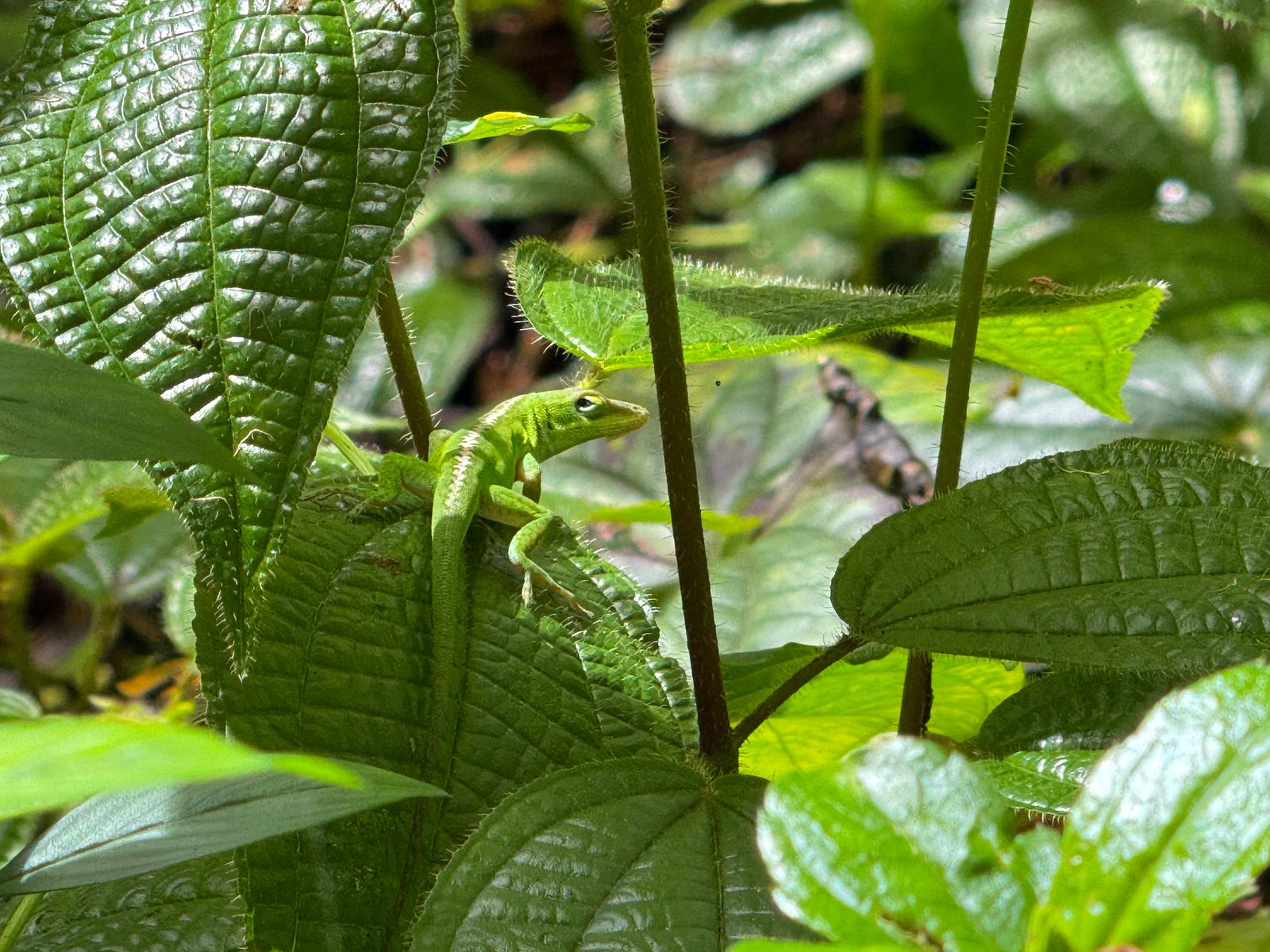 Green anole (Anolis carolinensis) clinging to a broad leaf among stems, Koloa Forest Reserve