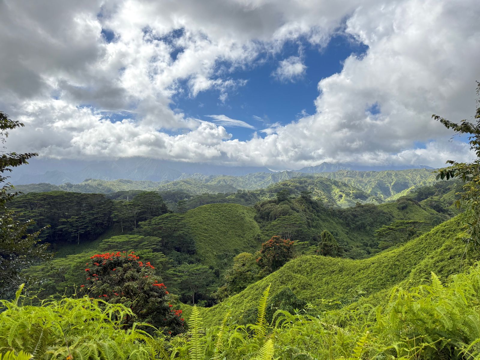 Forest-covered hills above ferns and flowering trees under low clouds, Koloa Forest Reserve