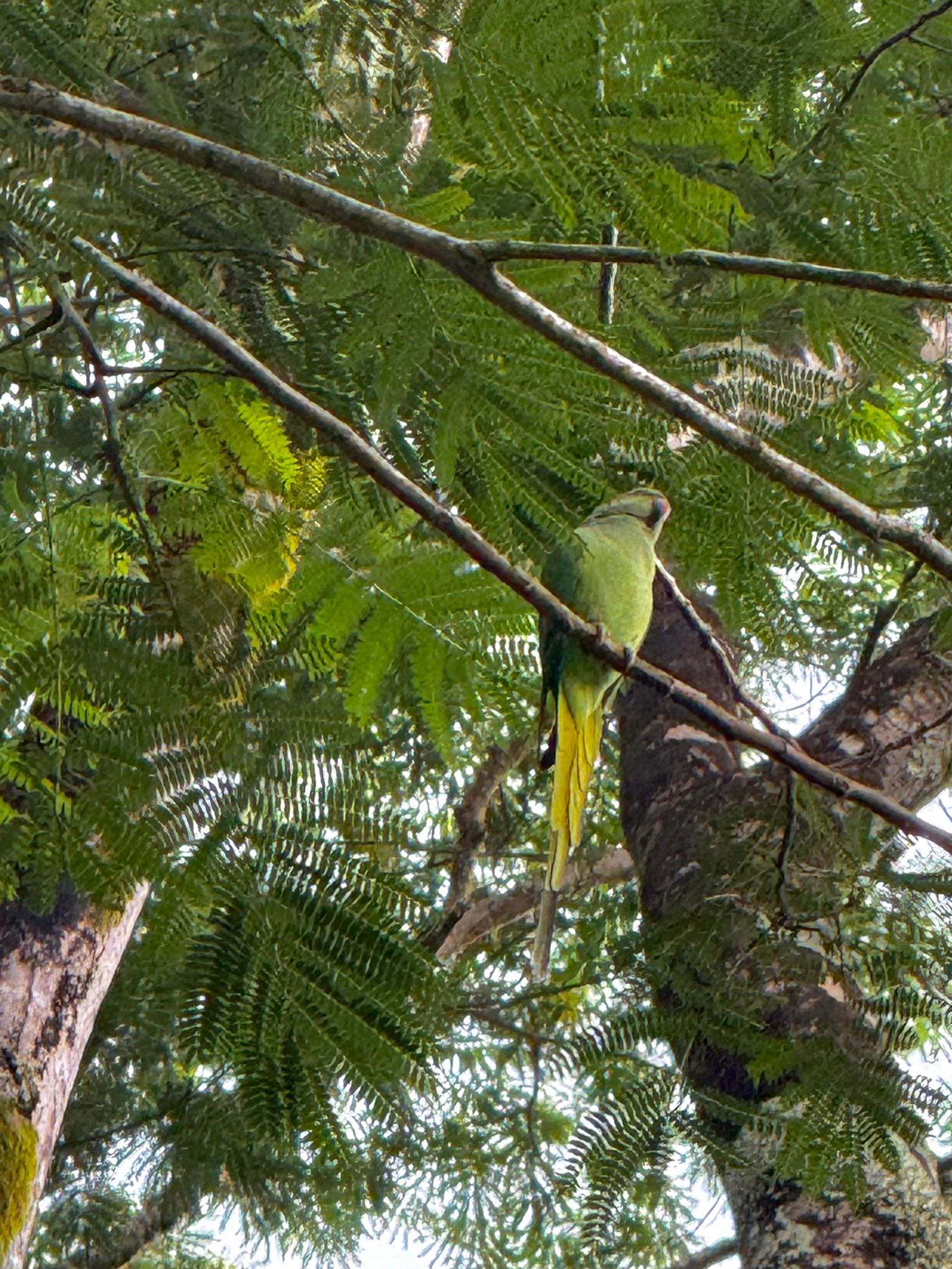Rose-ringed parakeet (Psittacula krameri) perched on a branch among leaves, Koloa Forest Reserve