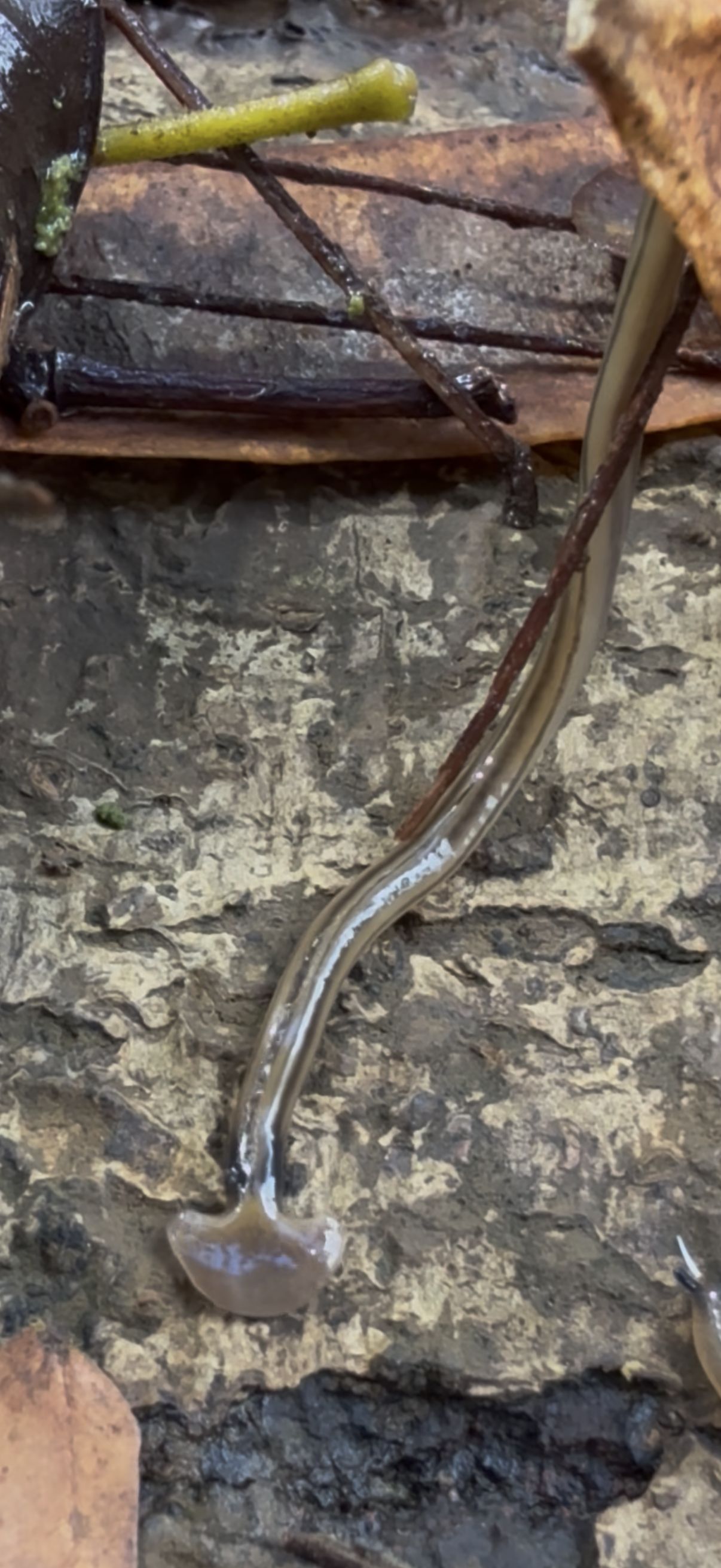 Shovel-headed garden worm (Bipalium kewense) on rough bark among leaves and twigs, Koloa Forest Reserve