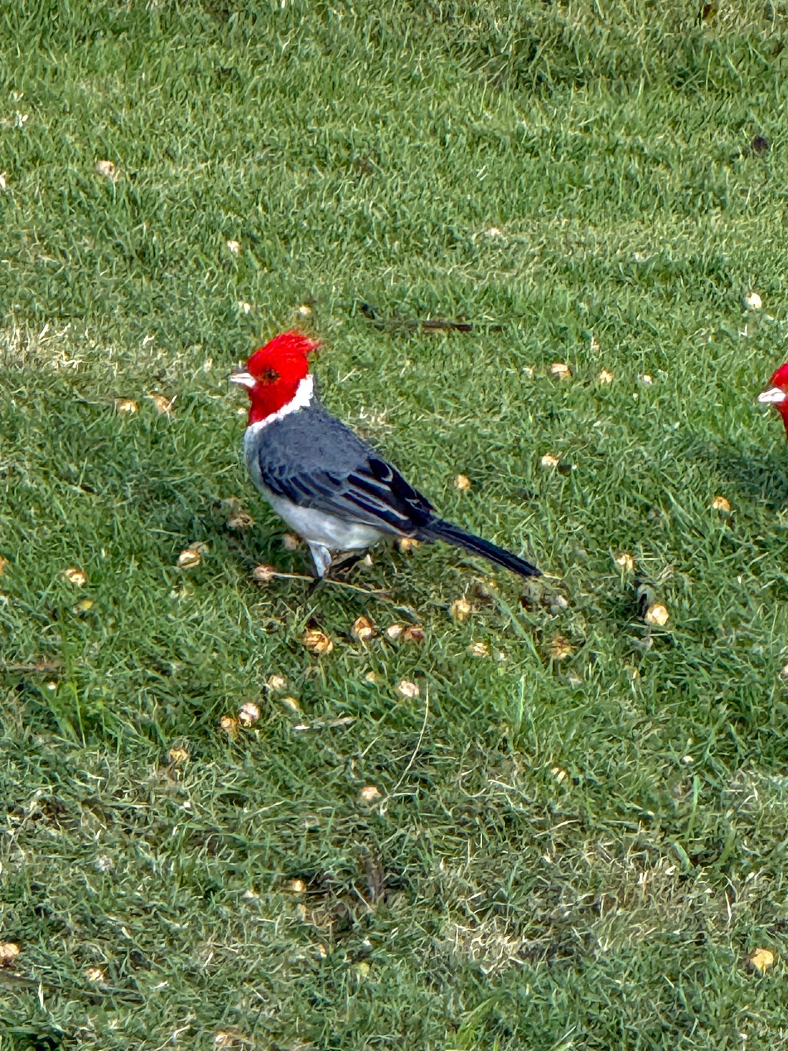 Two red-crested cardinals (Paroaria coronata) standing on grass, Koloa Forest Reserve