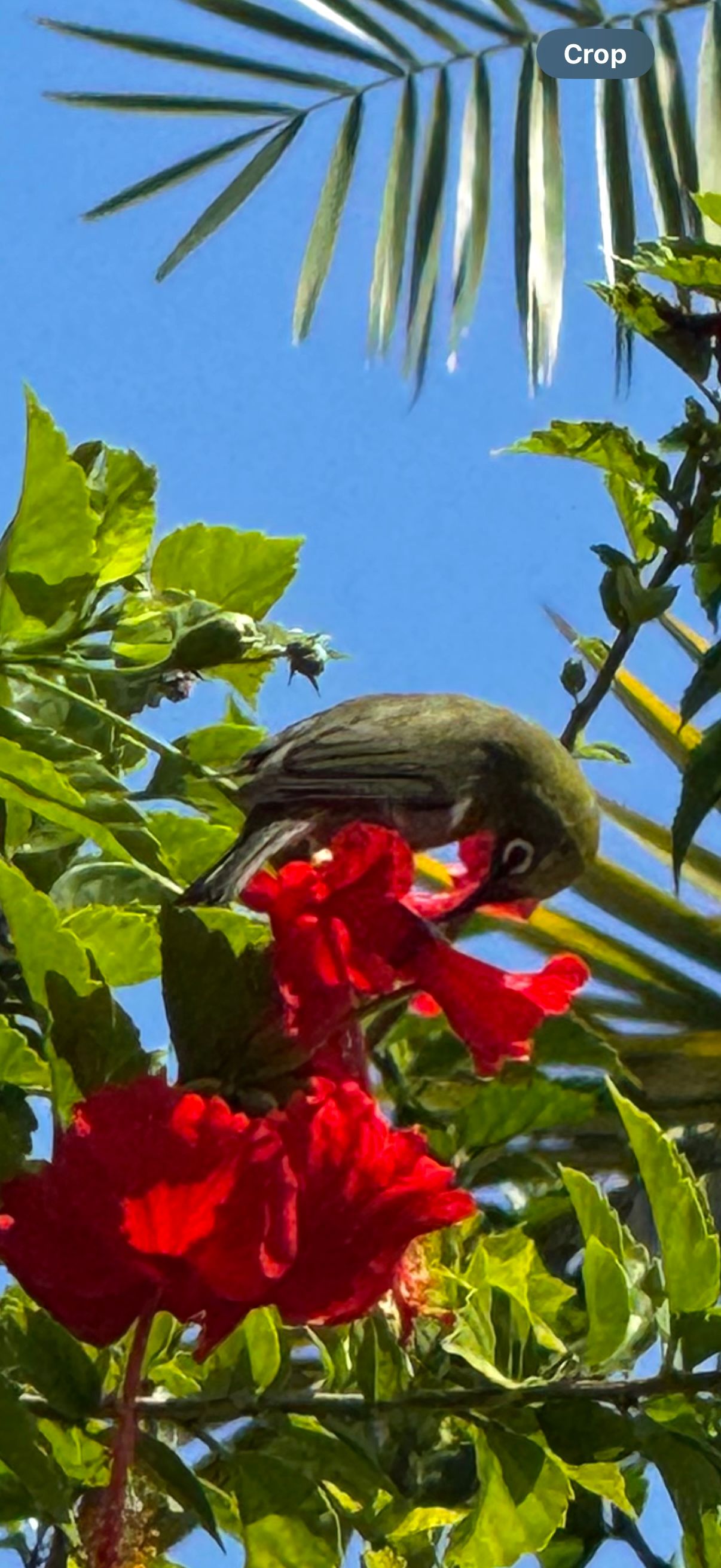 Warbling white-eye (Zosterops japonicus) feeding on a red flower, Koloa Forest Reserve