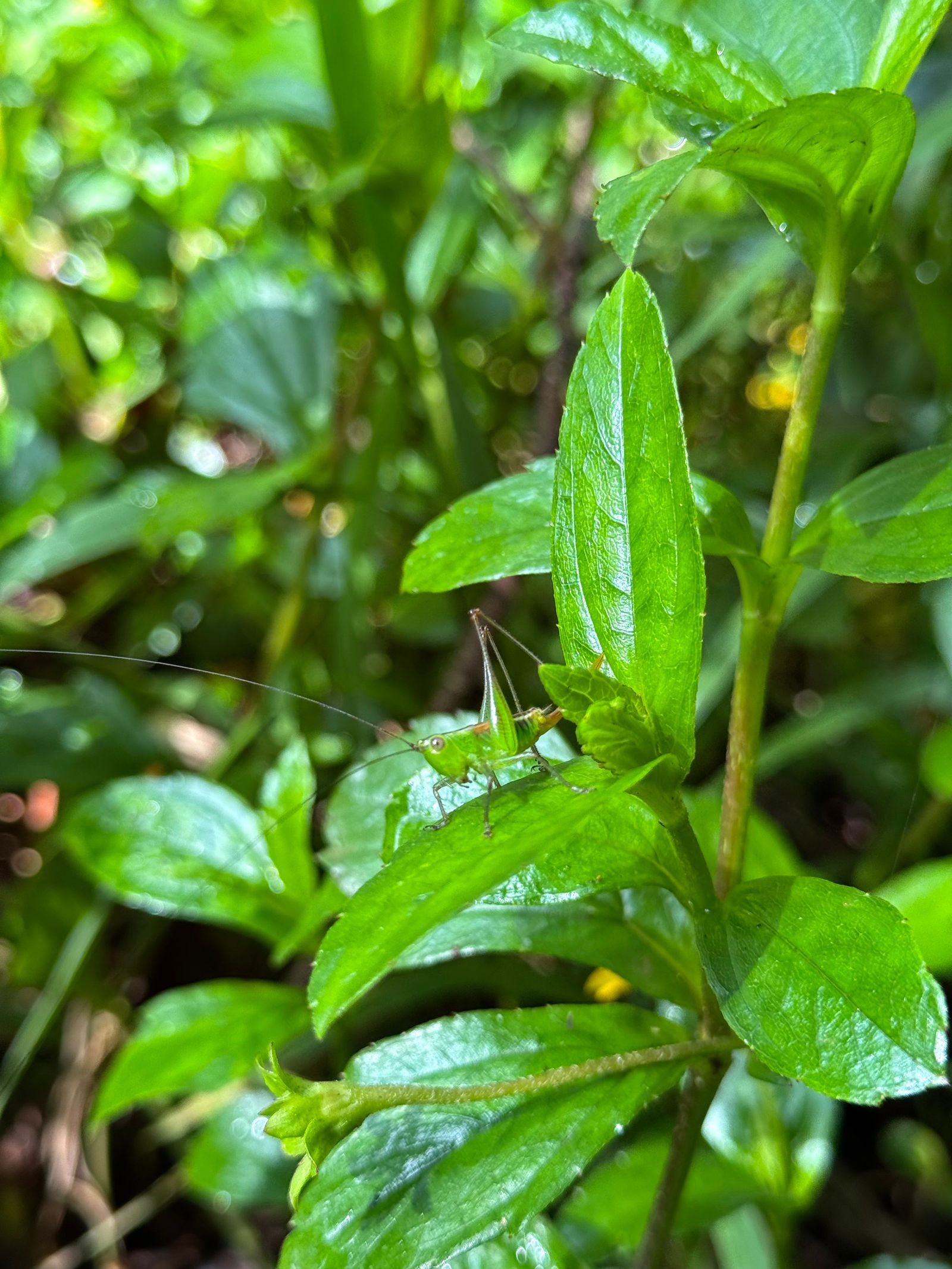 A green insect on a leaf, Koloa Forest Reserve