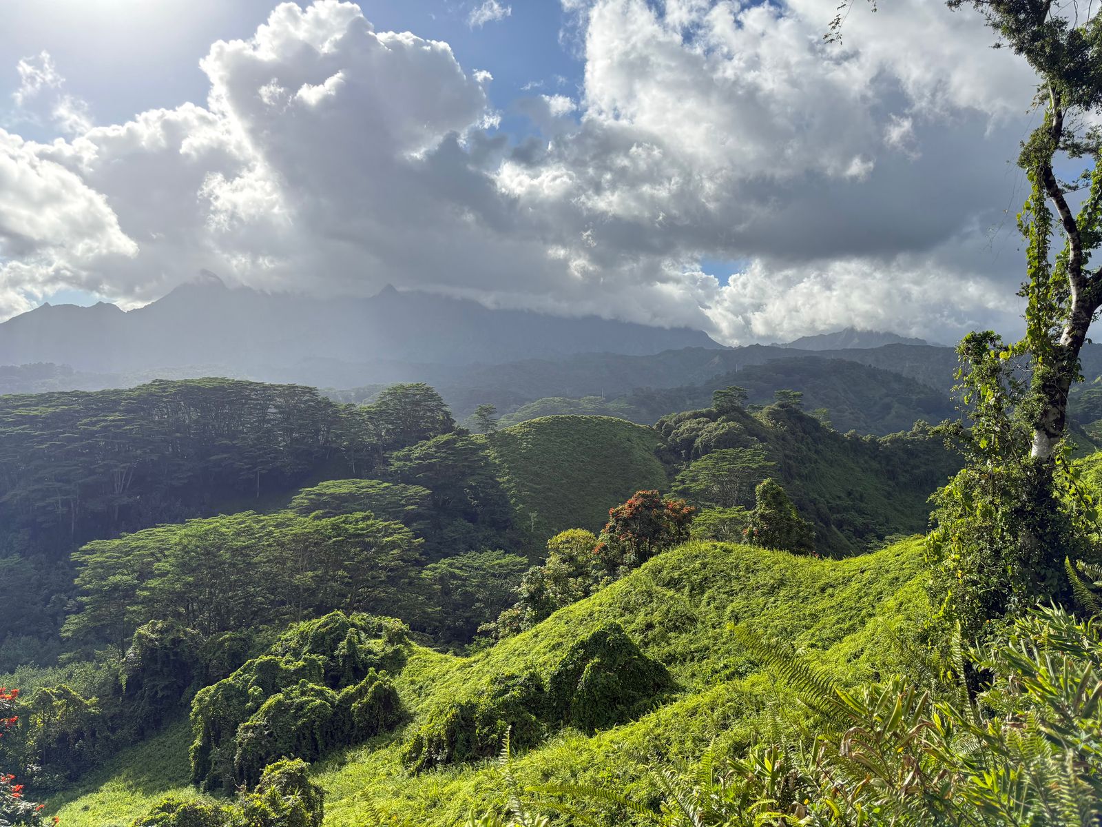 Forest-covered hills below a jagged ridge under low clouds, Koloa Forest Reserve