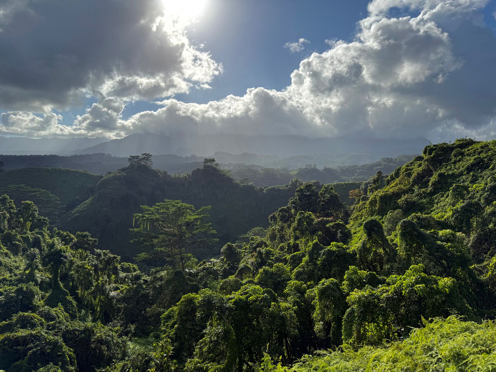Vine-covered forest below a mountain ridge under backlit clouds, Koloa Forest Reserve