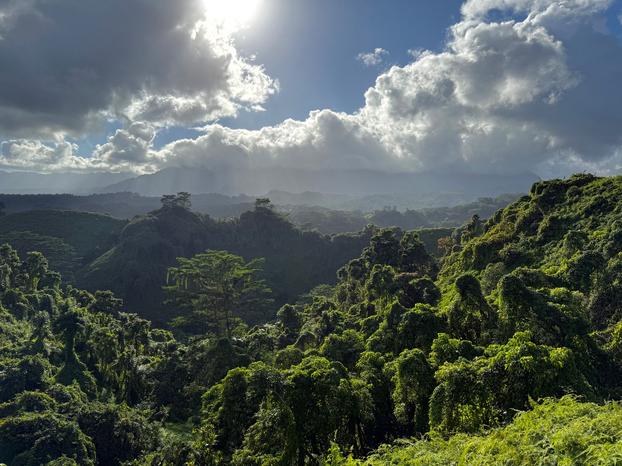 Koloa Forest Reserve, Hawaii — cover photograph