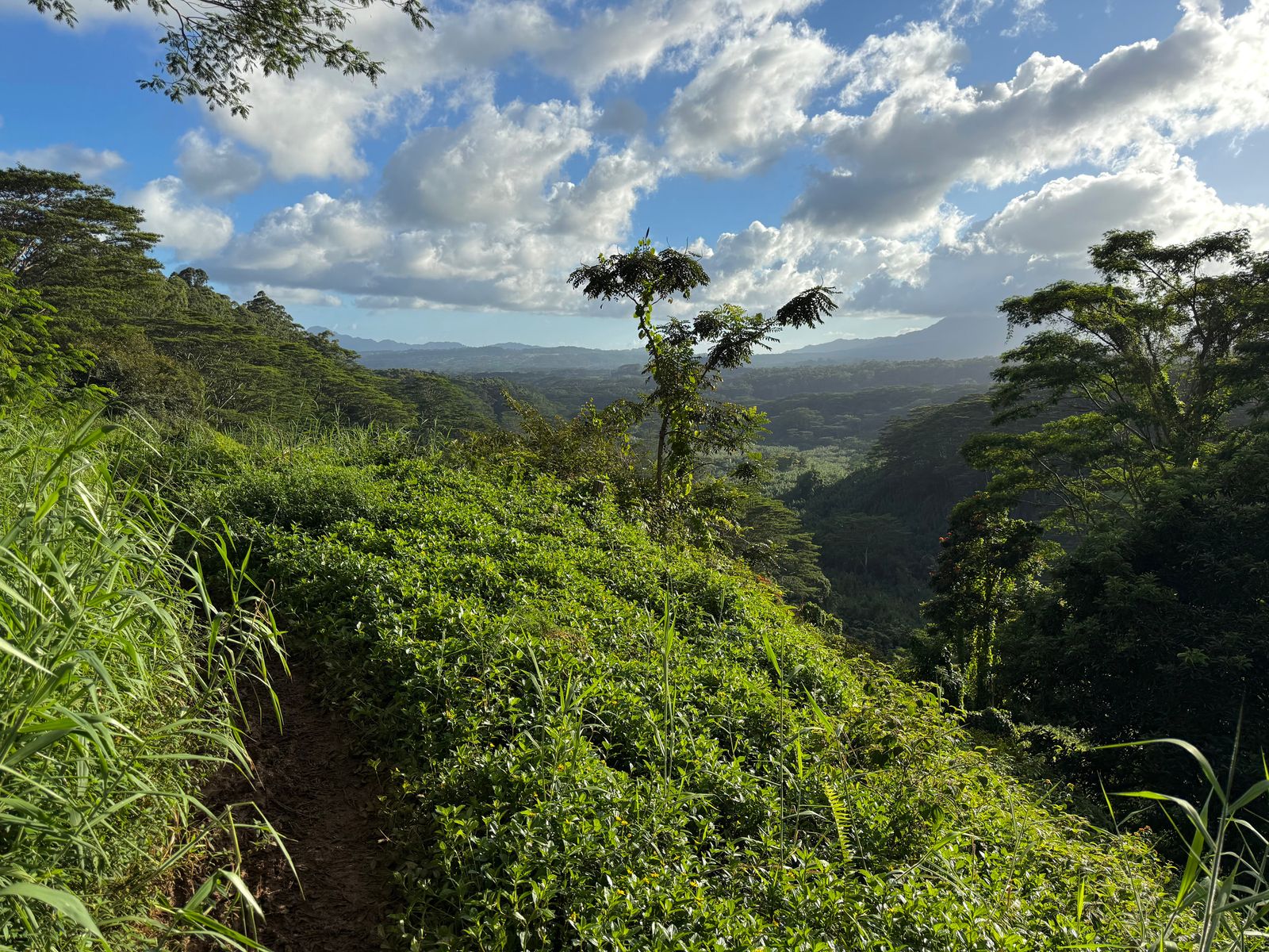 Forested valley beyond a narrow hillside trail, Koloa Forest Reserve