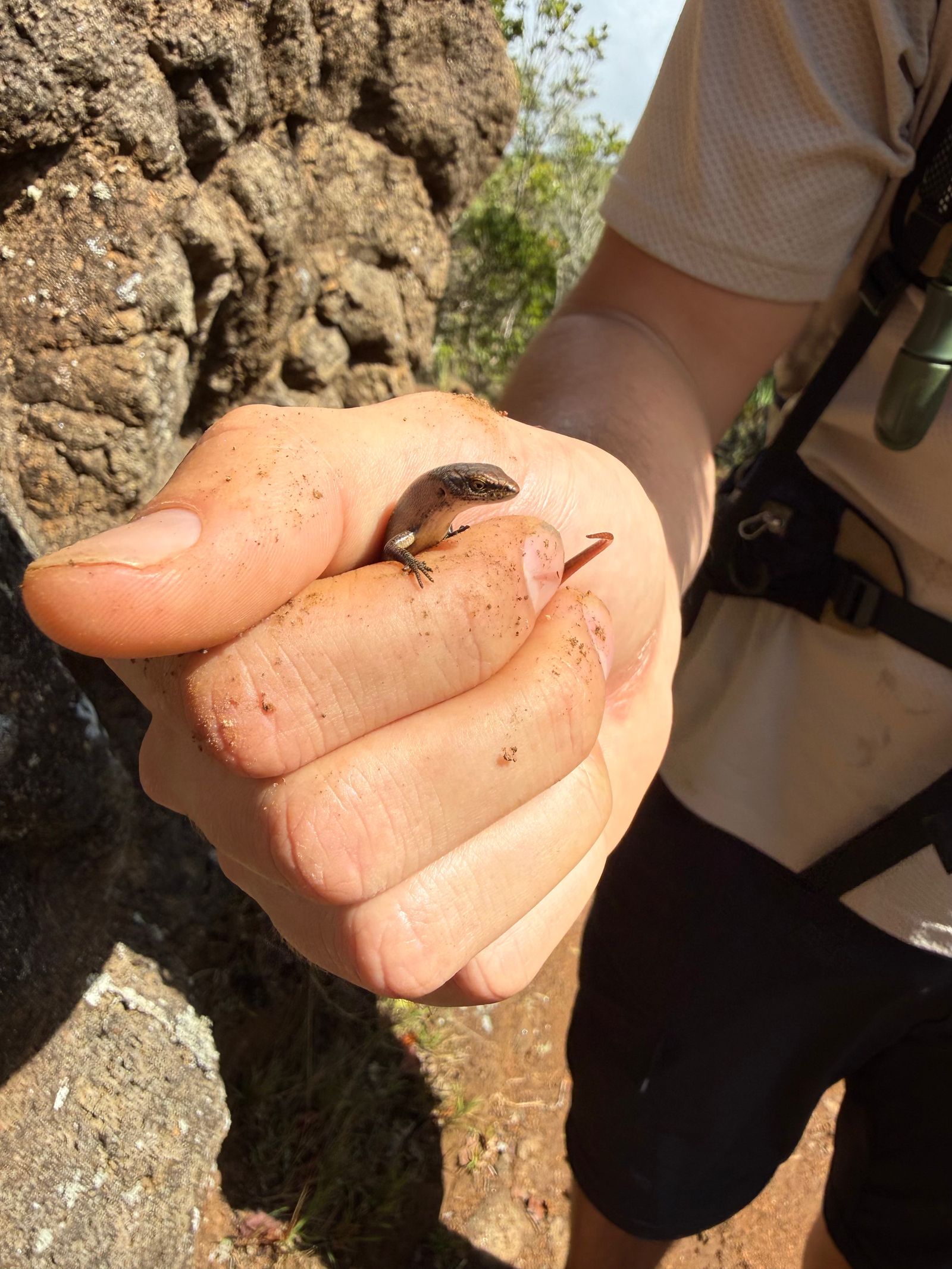 Dark-flecked garden sunskink (Lampropholis delicata) held between fingers beside a rock wall, Napali Coast