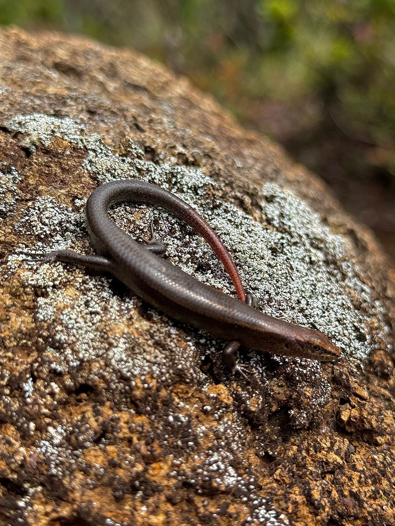 Dark-flecked garden sunskink (Lampropholis delicata) on a lichen-covered rock, Napali Coast