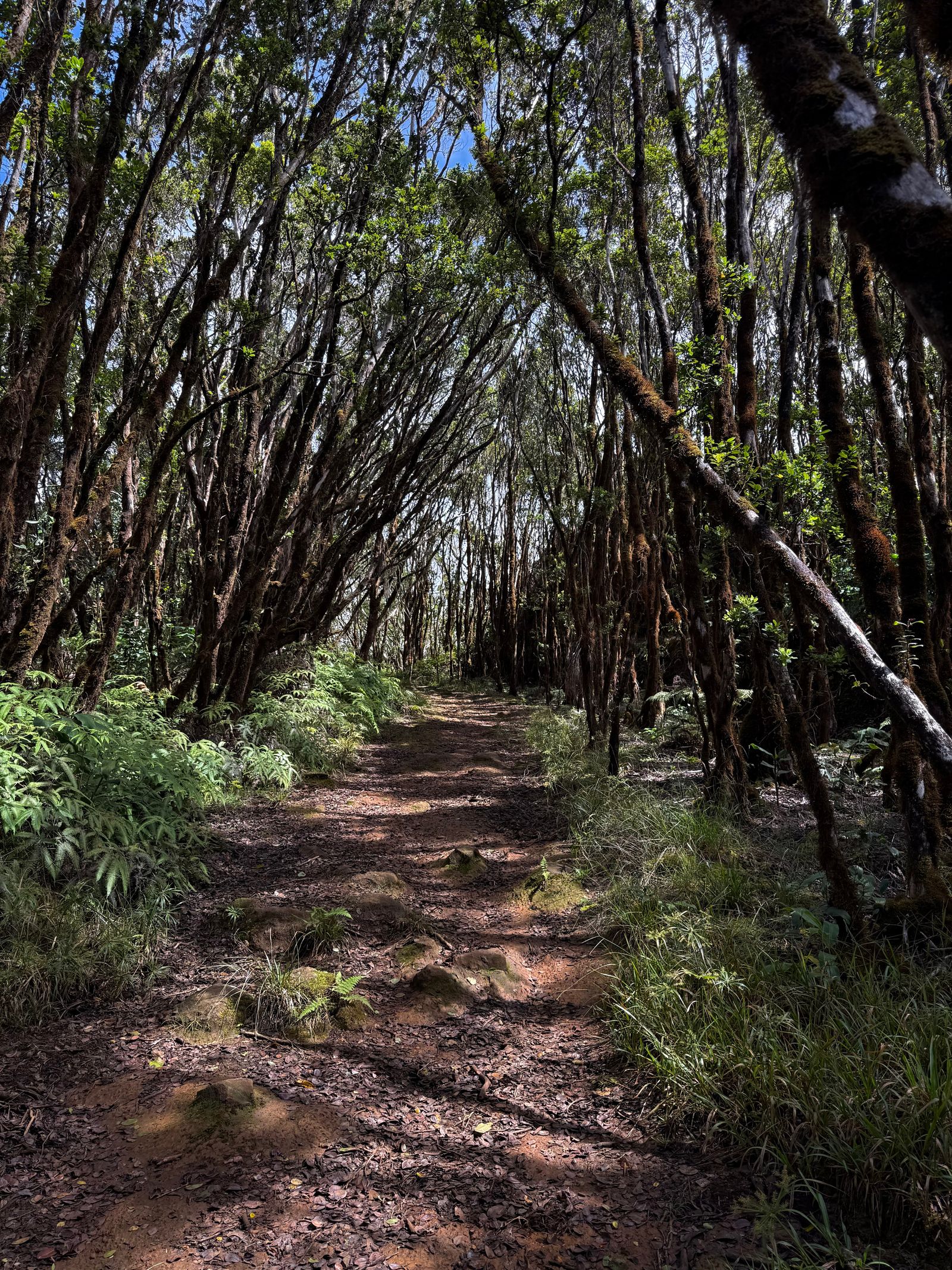 Forest surrounding a rocky dirt trail beneath leaning trees, Napali Coast