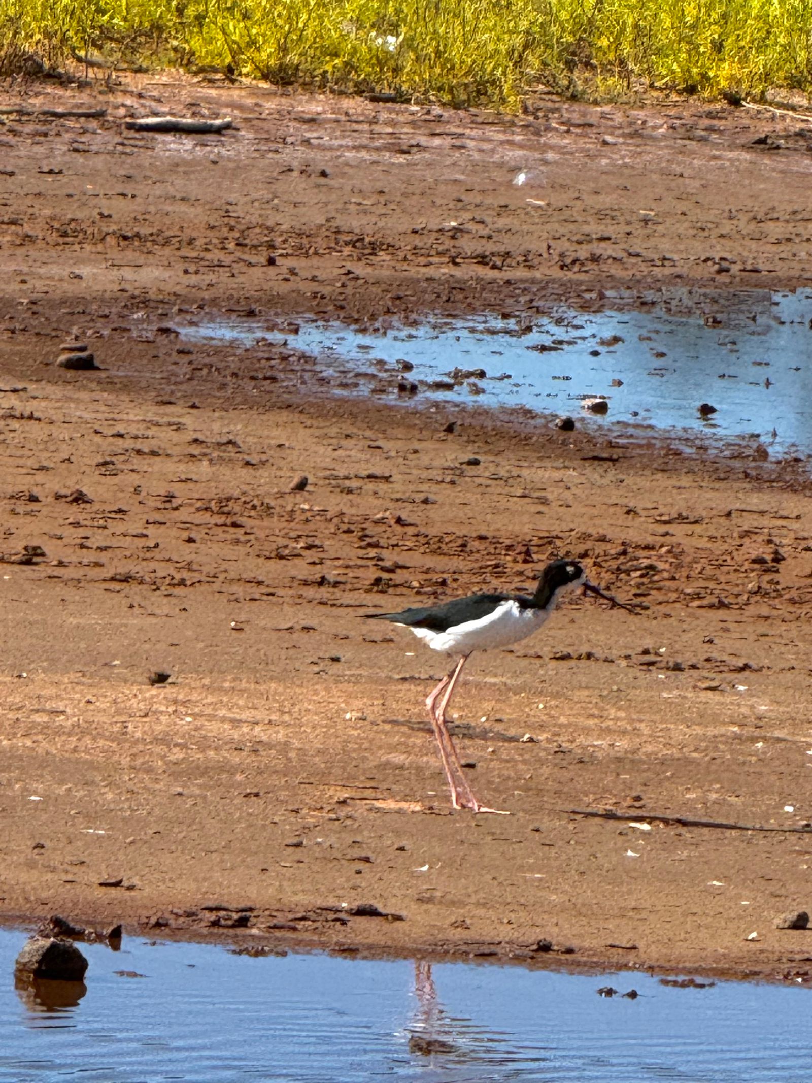 Hawaiian stilt (Himantopus mexicanus knudseni) standing on mud between shallow pools, Napali Coast