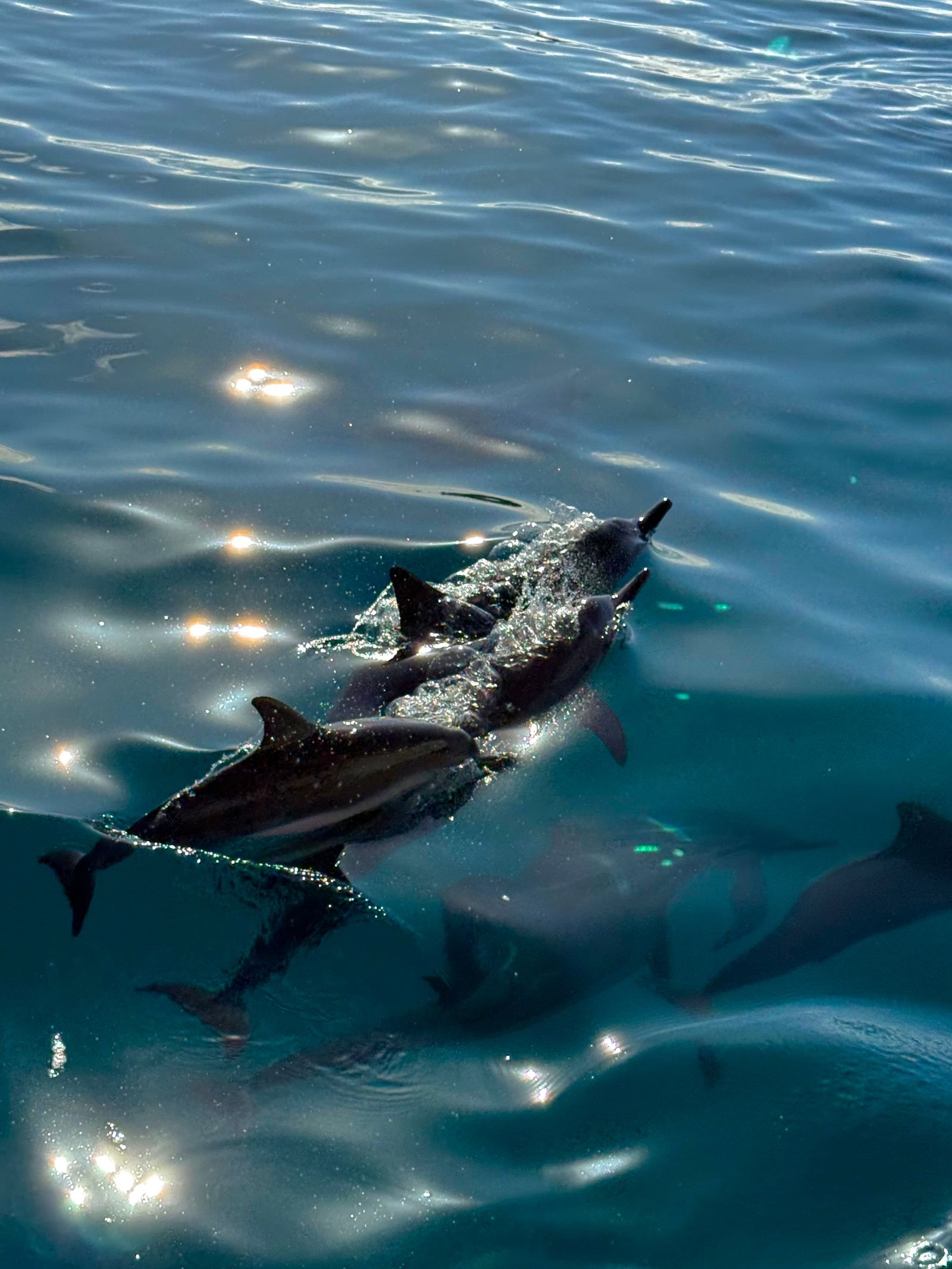 Five spinner dolphins (Stenella longirostris) swimming at and below the ocean surface, Napali Coast