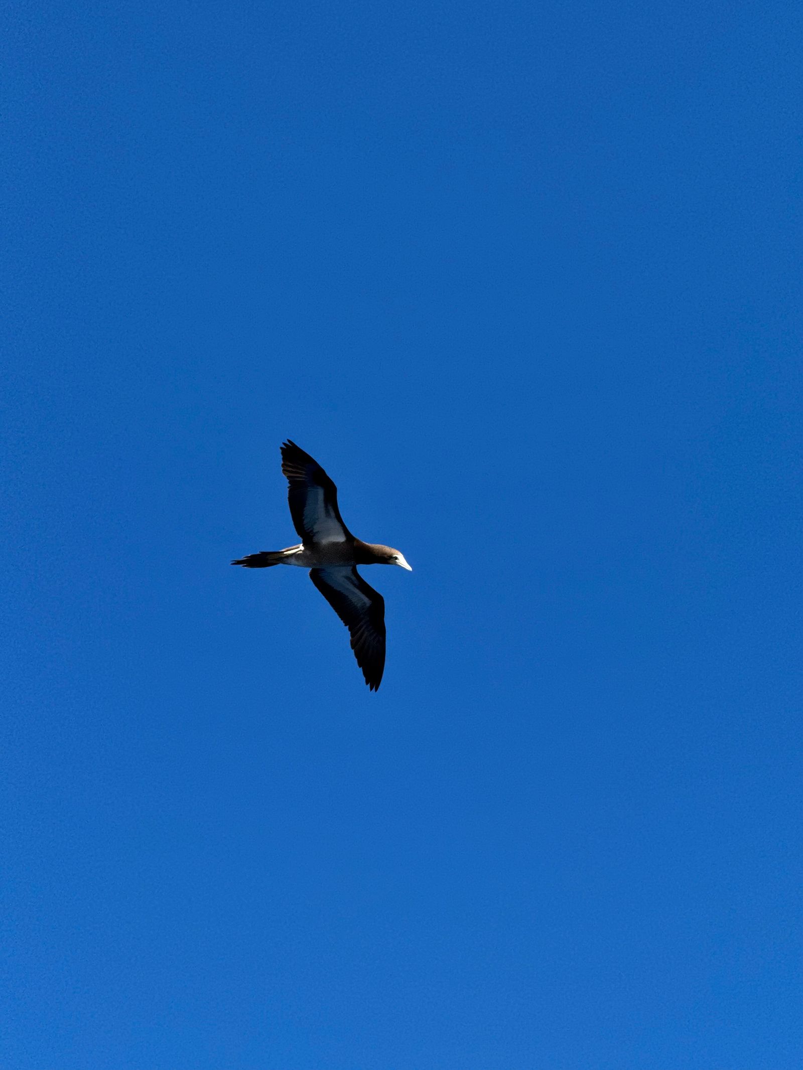 Brown booby (Sula leucogaster) in flight, Napali Coast
