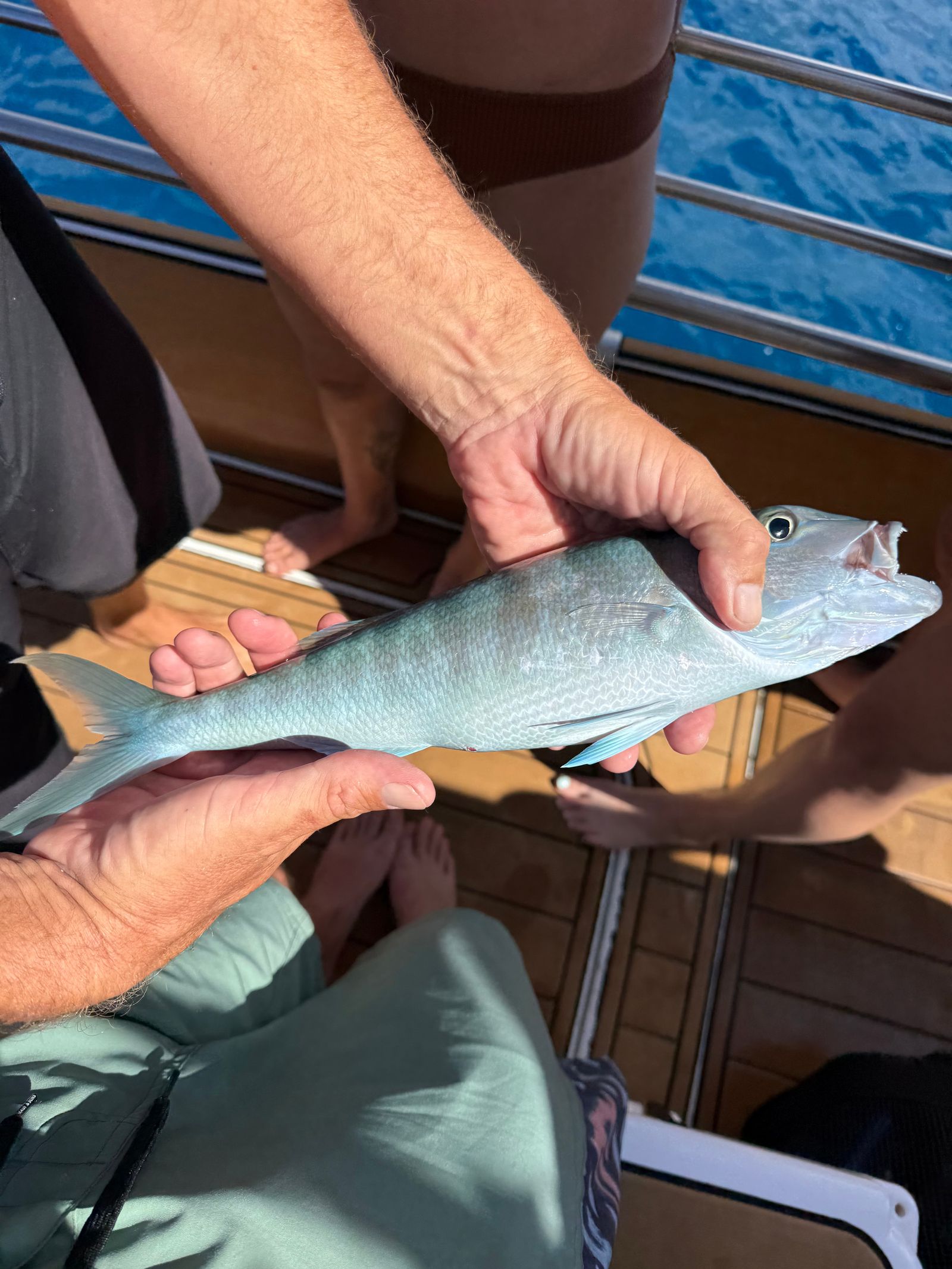 Green jobfish (Aprion virescens) held above a boat deck, Napali Coast