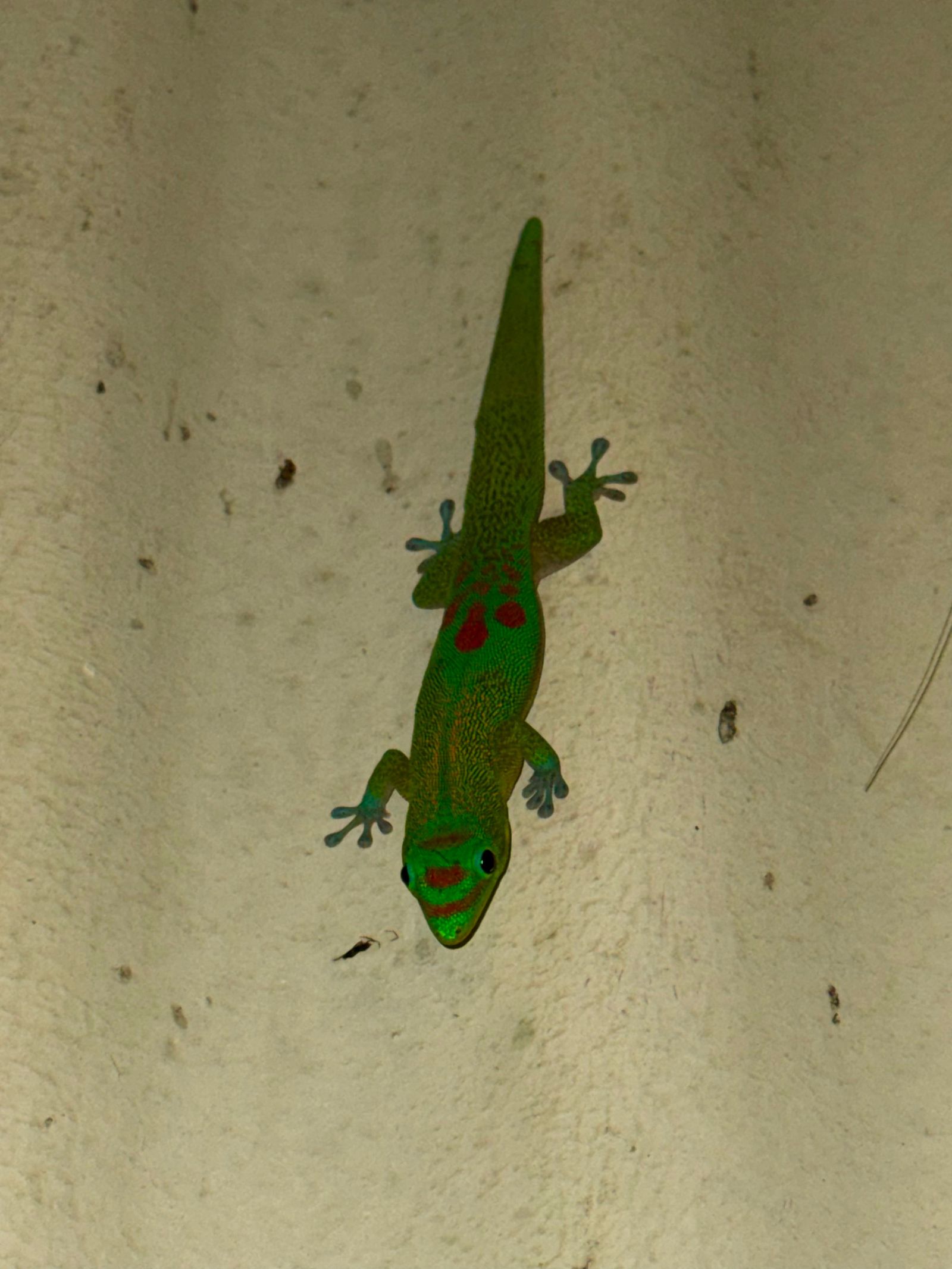 Gold dust day gecko (Phelsuma laticauda) clinging to a pale textured wall, Napali Coast