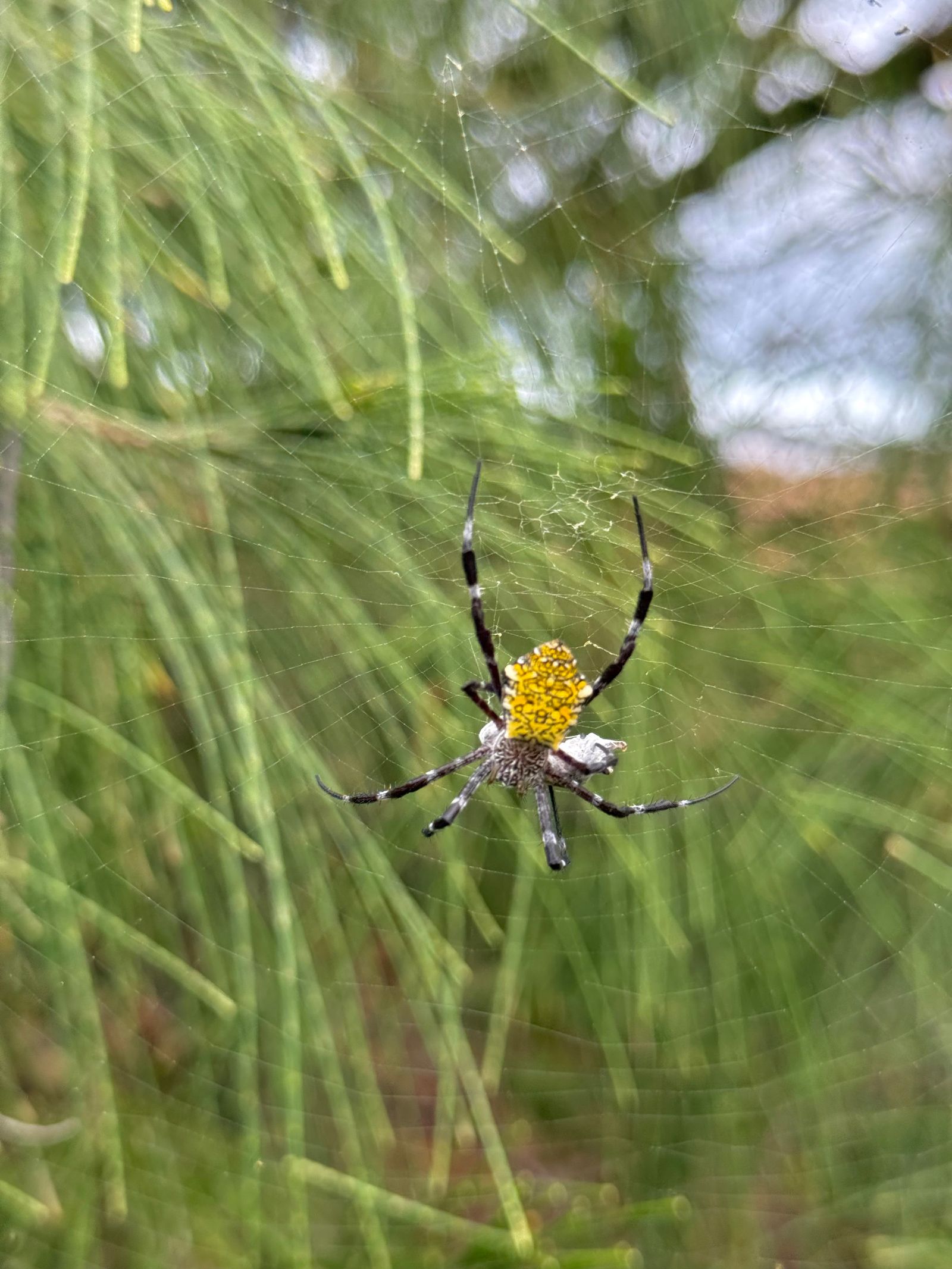 Hawaiian garden spider (Argiope appensa) hanging on a web, Napali Coast