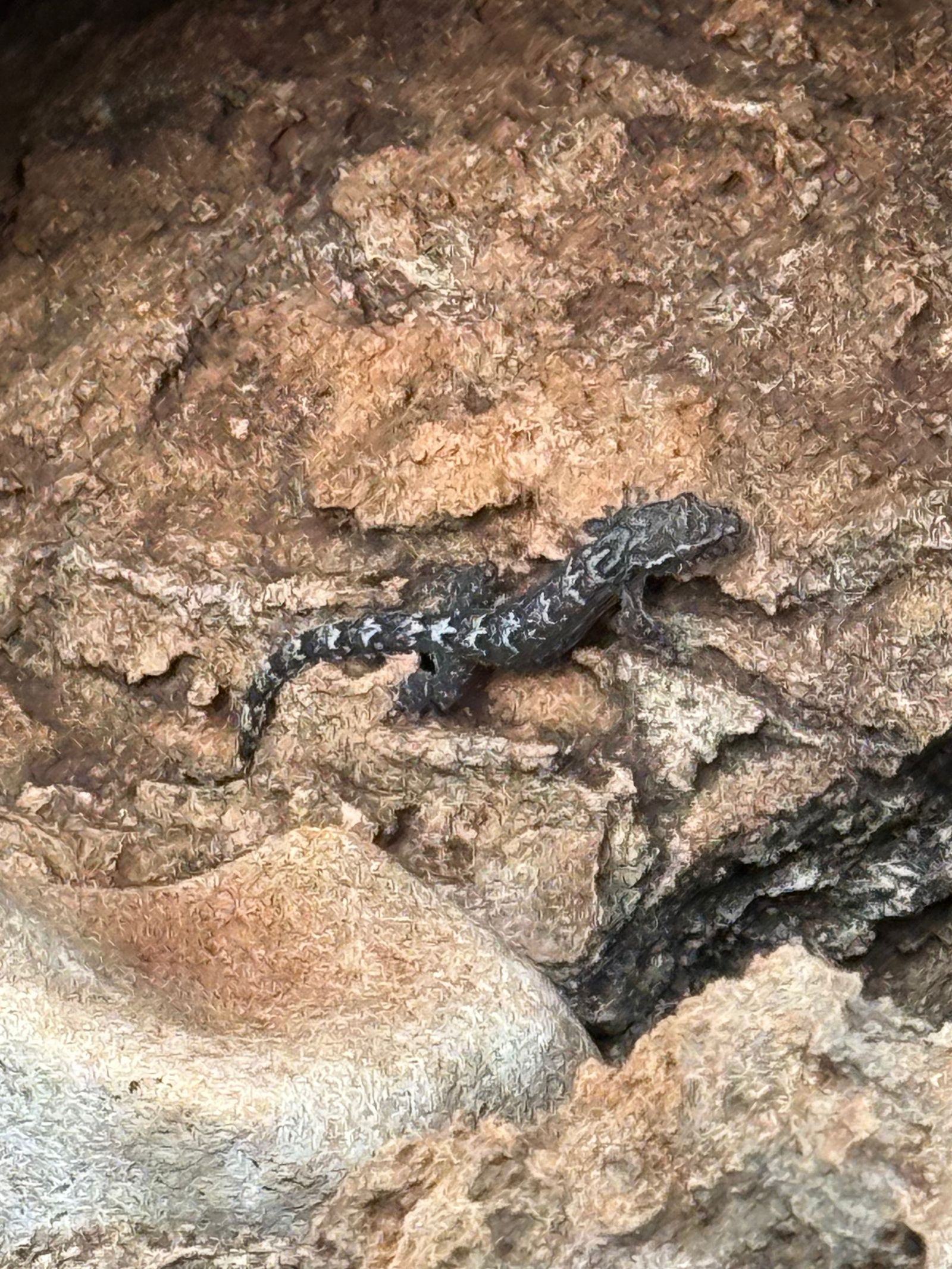 Mourning gecko (Lepidodactylus lugubris) clinging to rough brown bark, Napali Coast