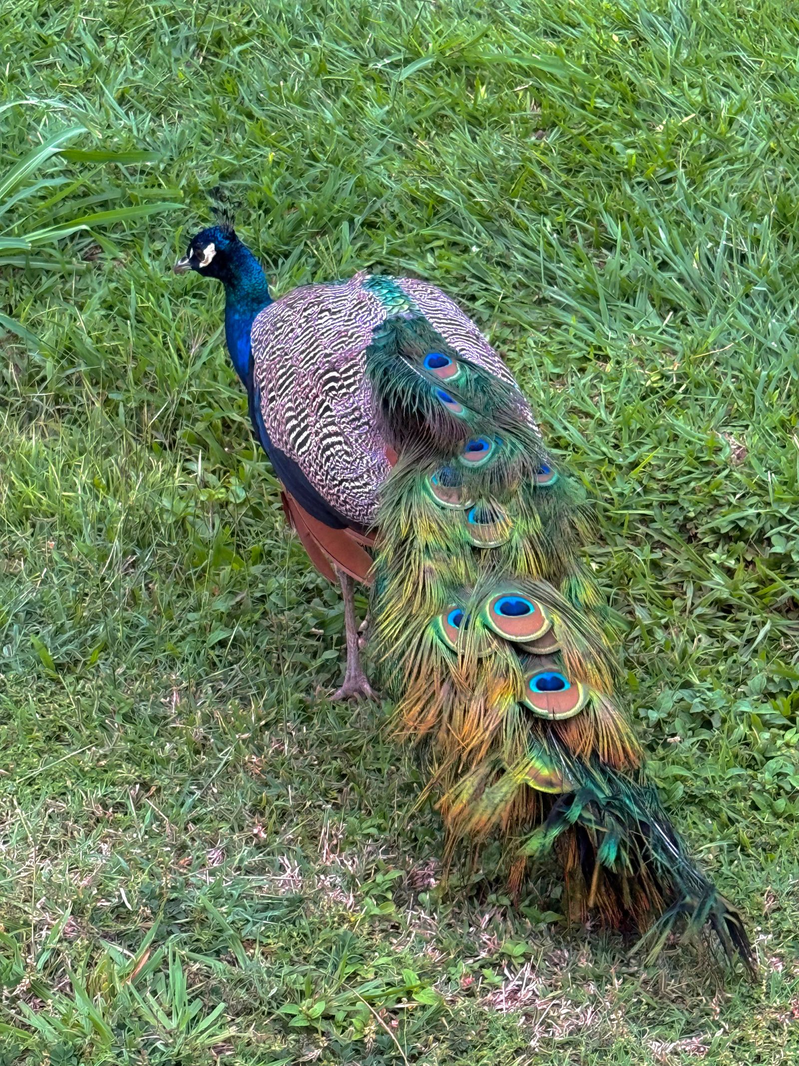 Indian peafowl (Pavo cristatus) standing on grass, Napali Coast