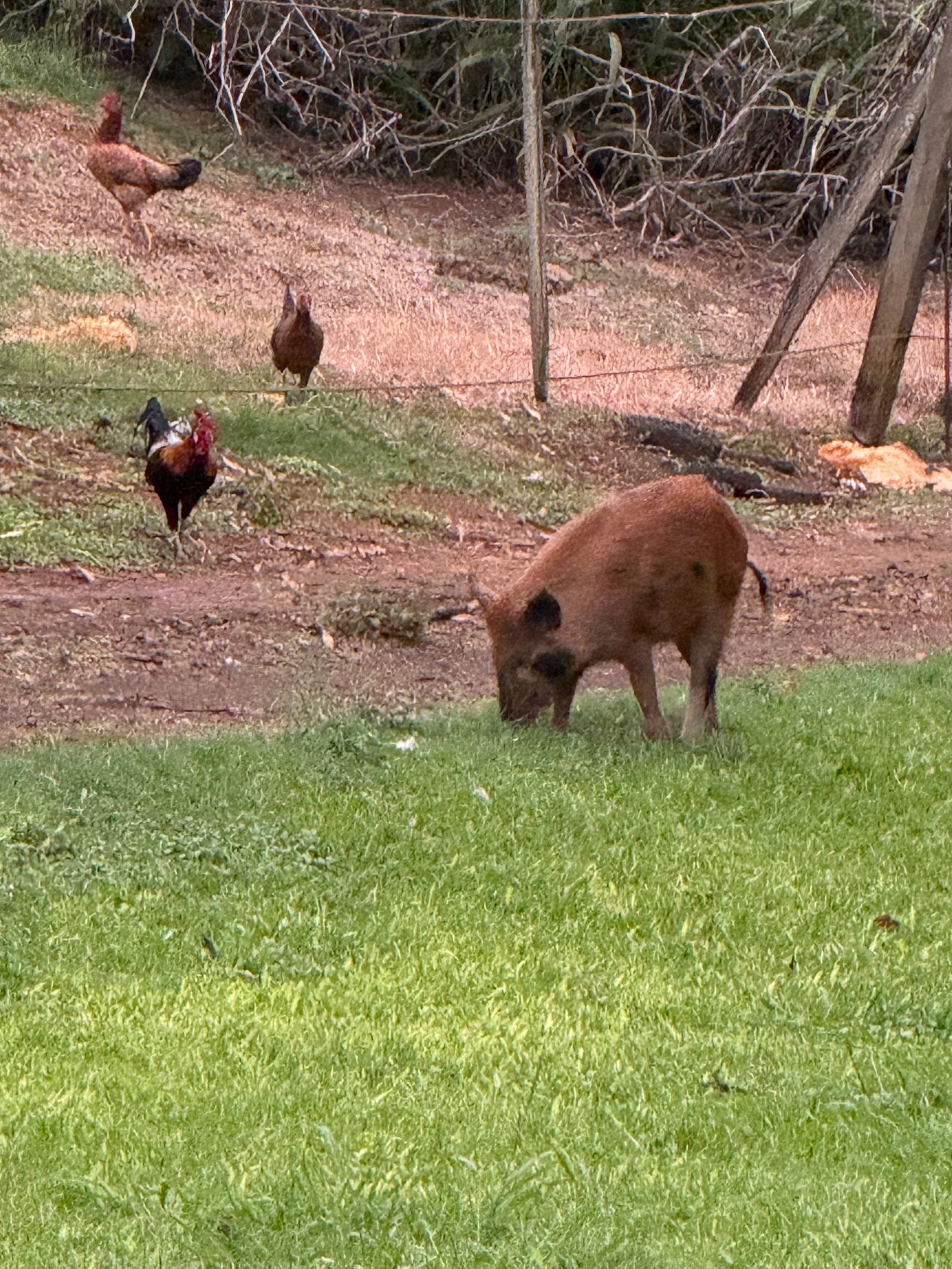 Wild boar (Sus scrofa) standing on grass near chickens, Napali Coast