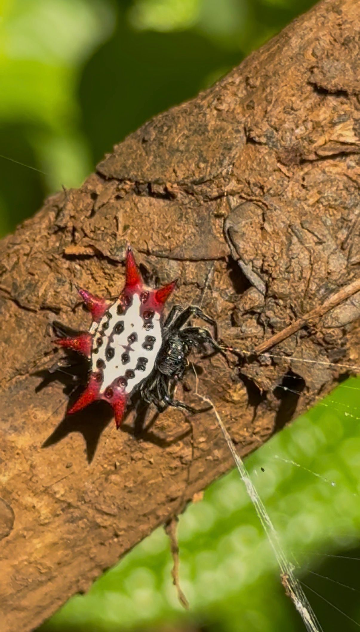 A red-spiked spider on rough bark beside strands of silk, Napali Coast