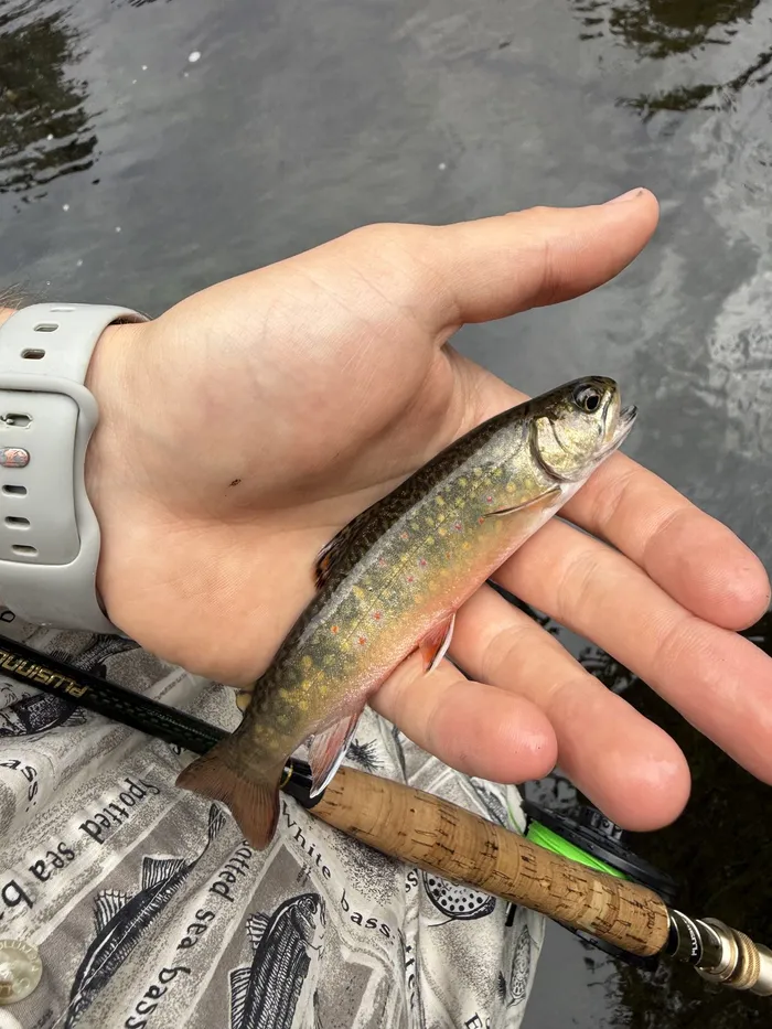 Brook trout caught at Near Mt. Adams