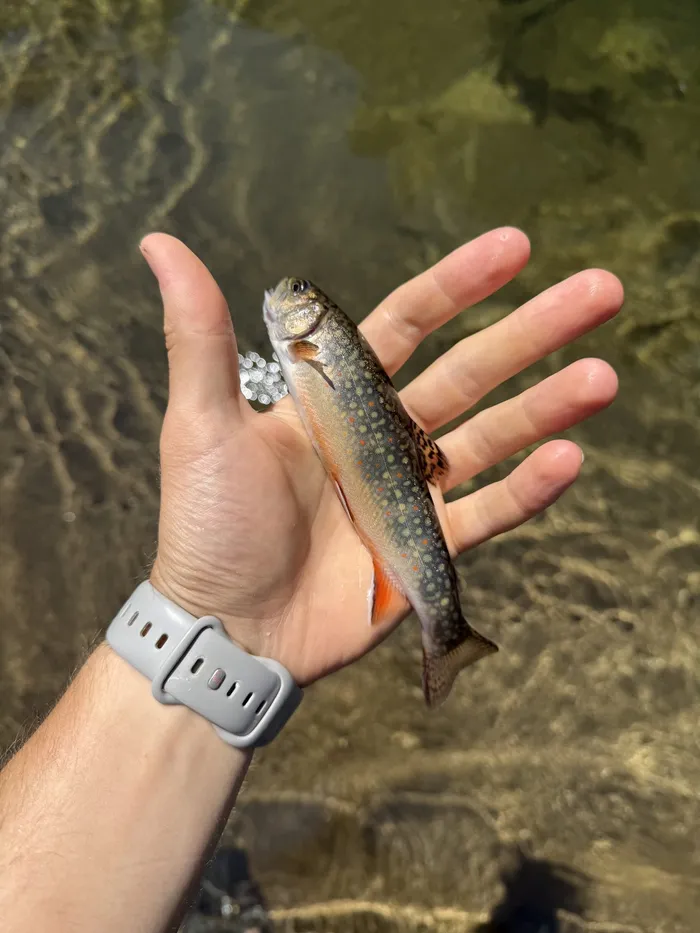Brook trout caught at Trout Lake