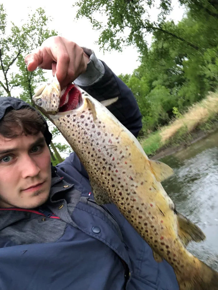 Brown trout caught at A small stream
